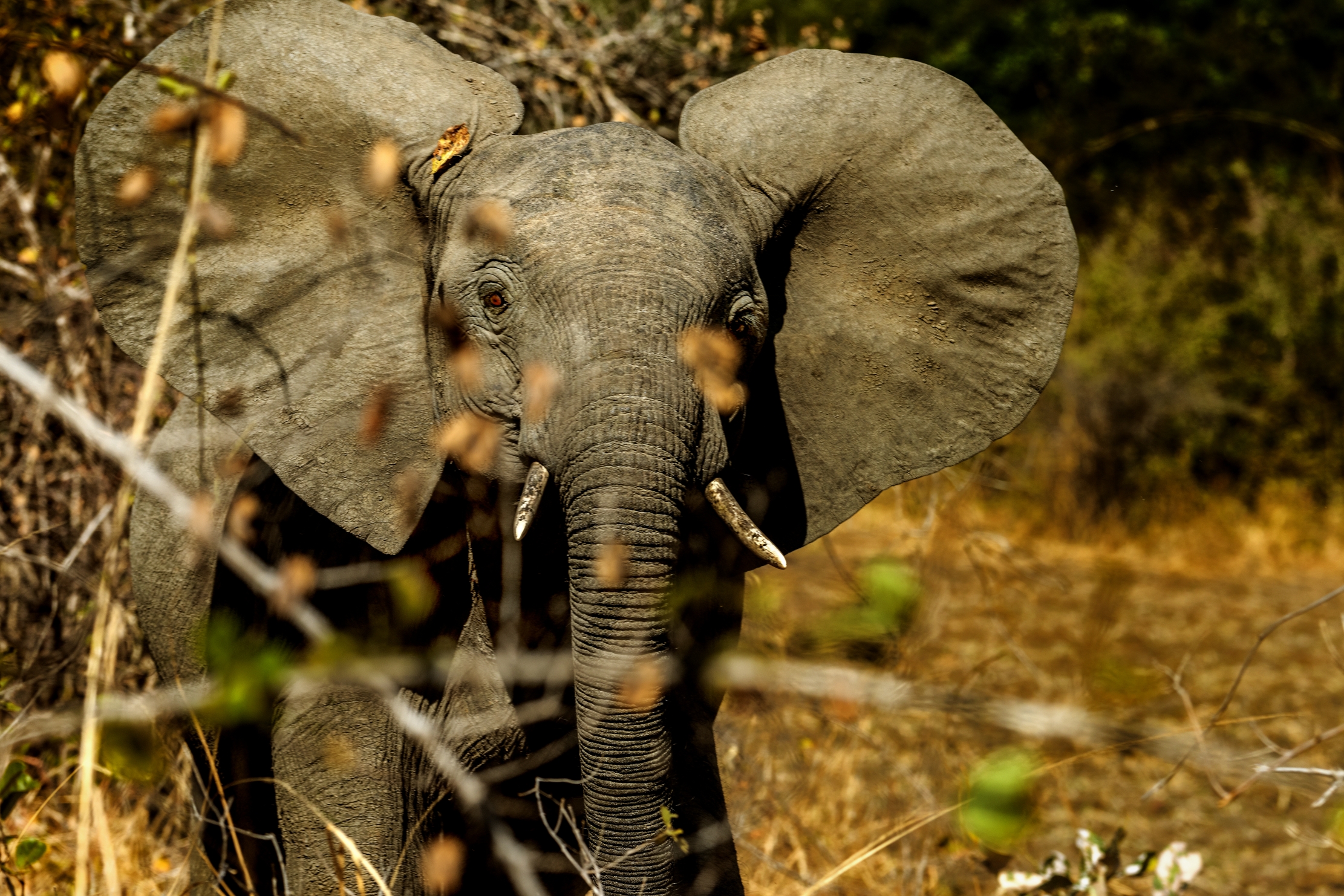Zambia 2015 - Nella vegetazione