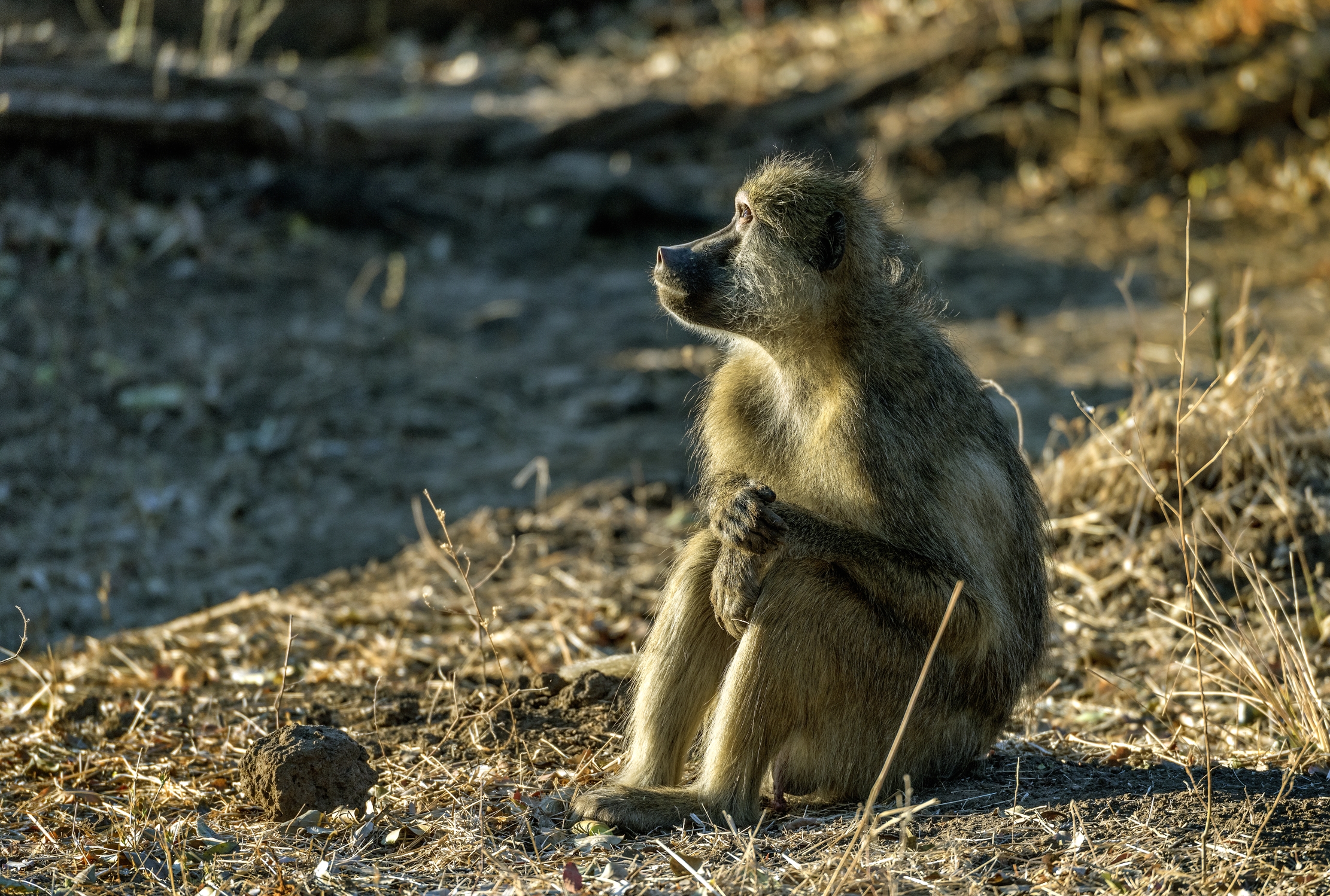 Zambia 2015 - Ai primi raggi del sole