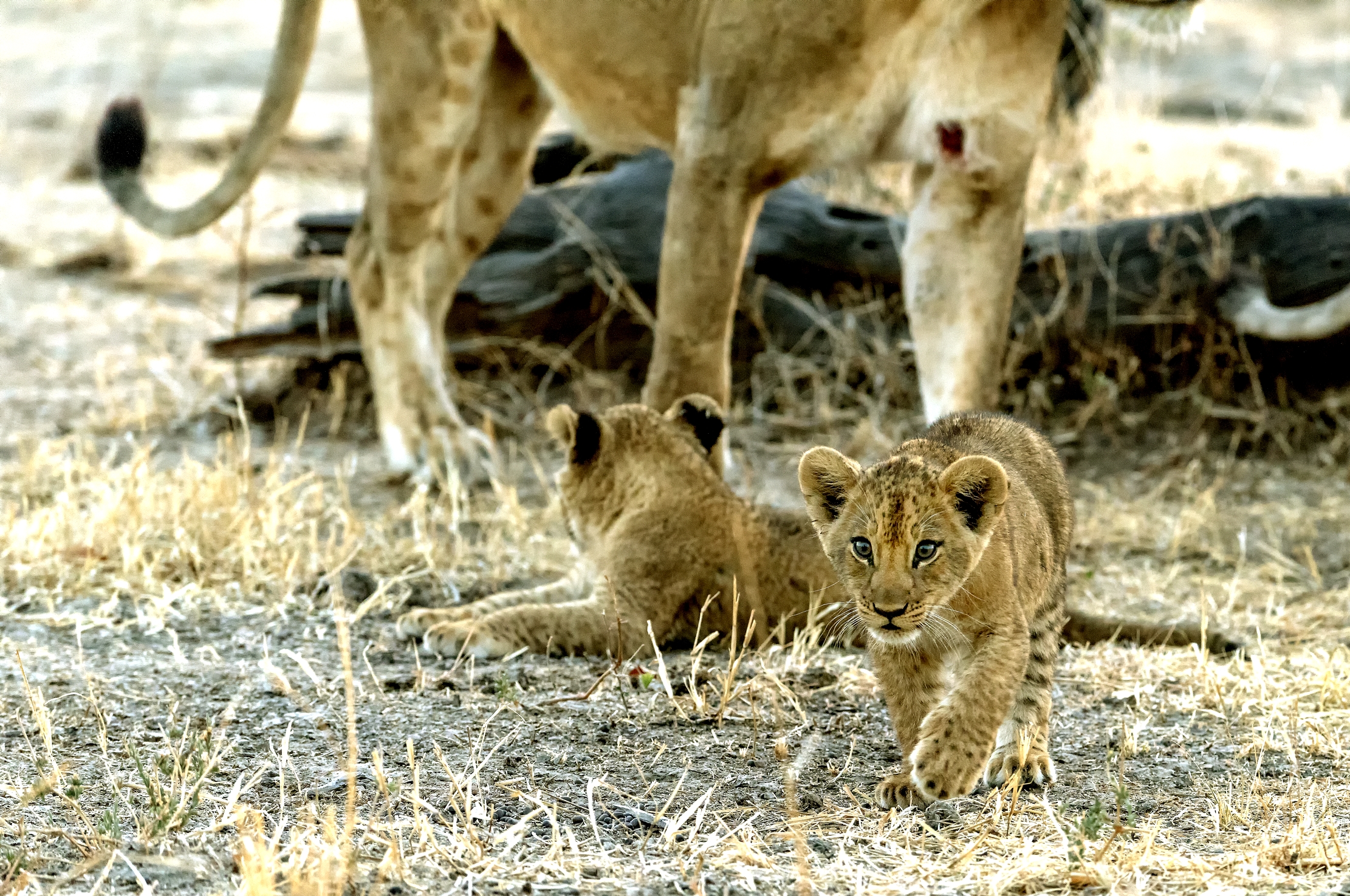 Zambia 2015 - Cucciolo