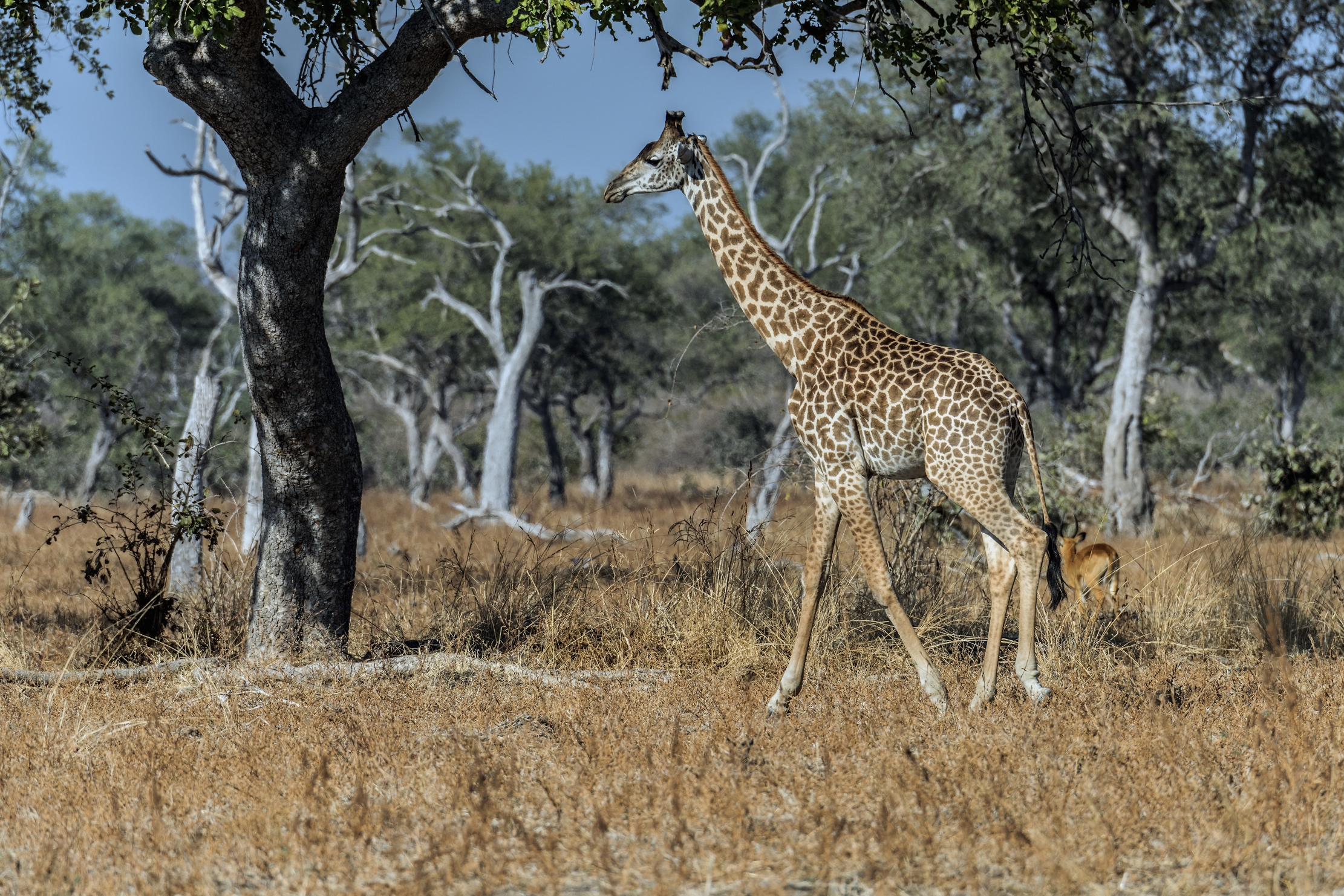 Zambia 2015 - Giraffa