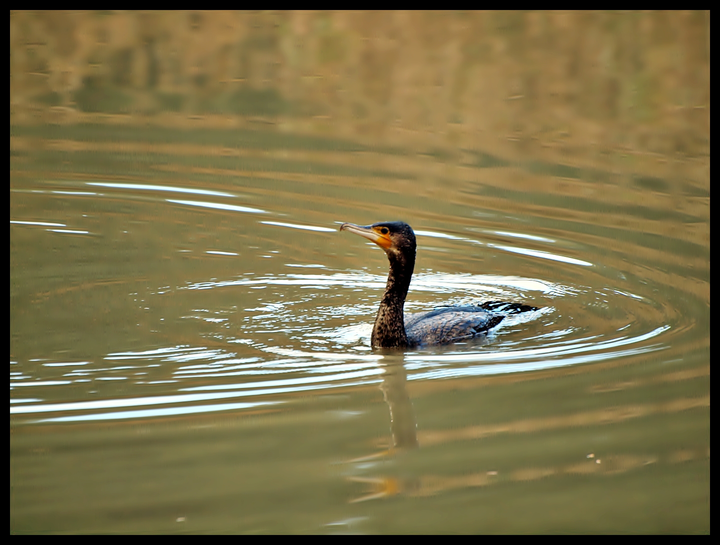 Cormorano