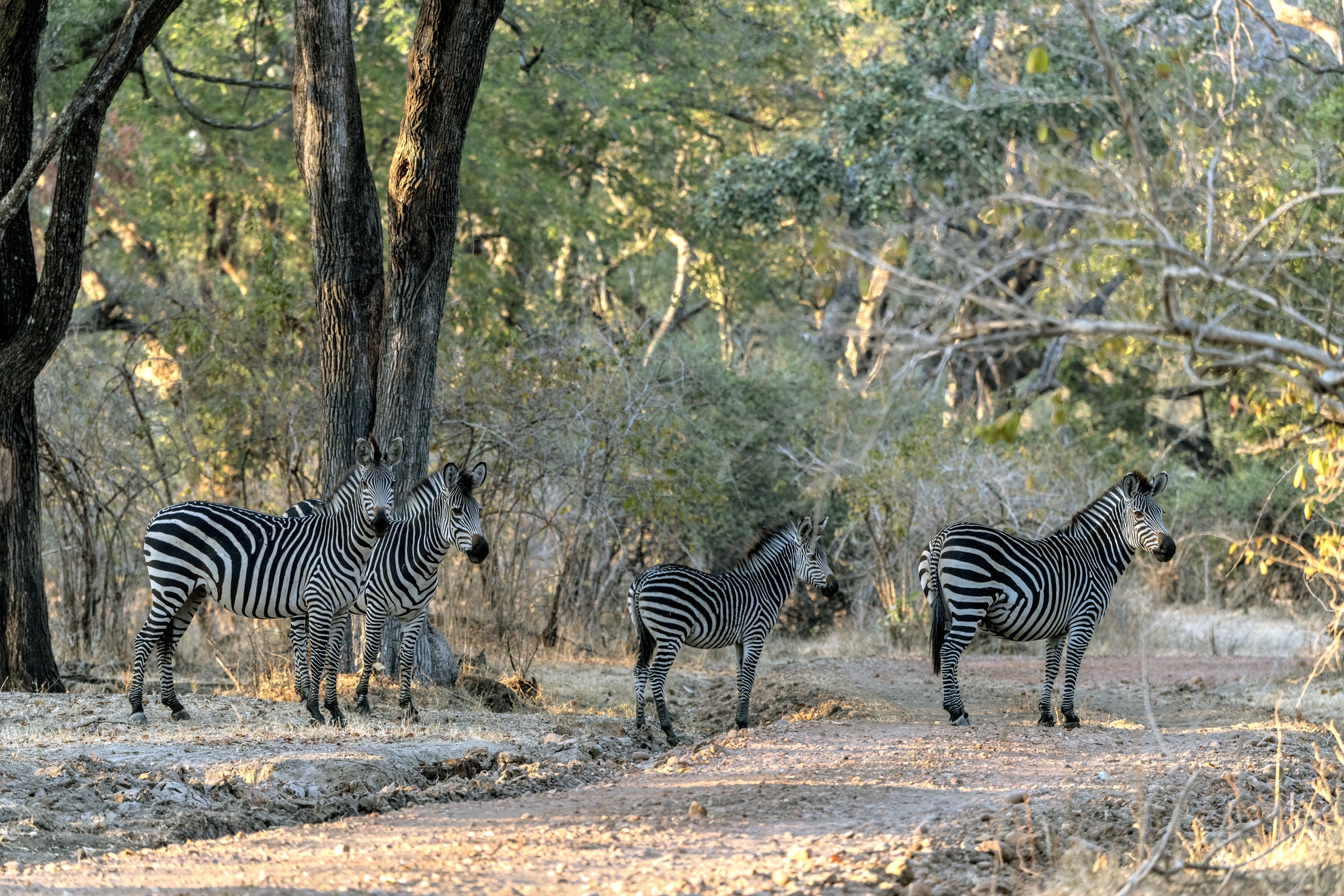 Zambia 2015 - ALL'Alba