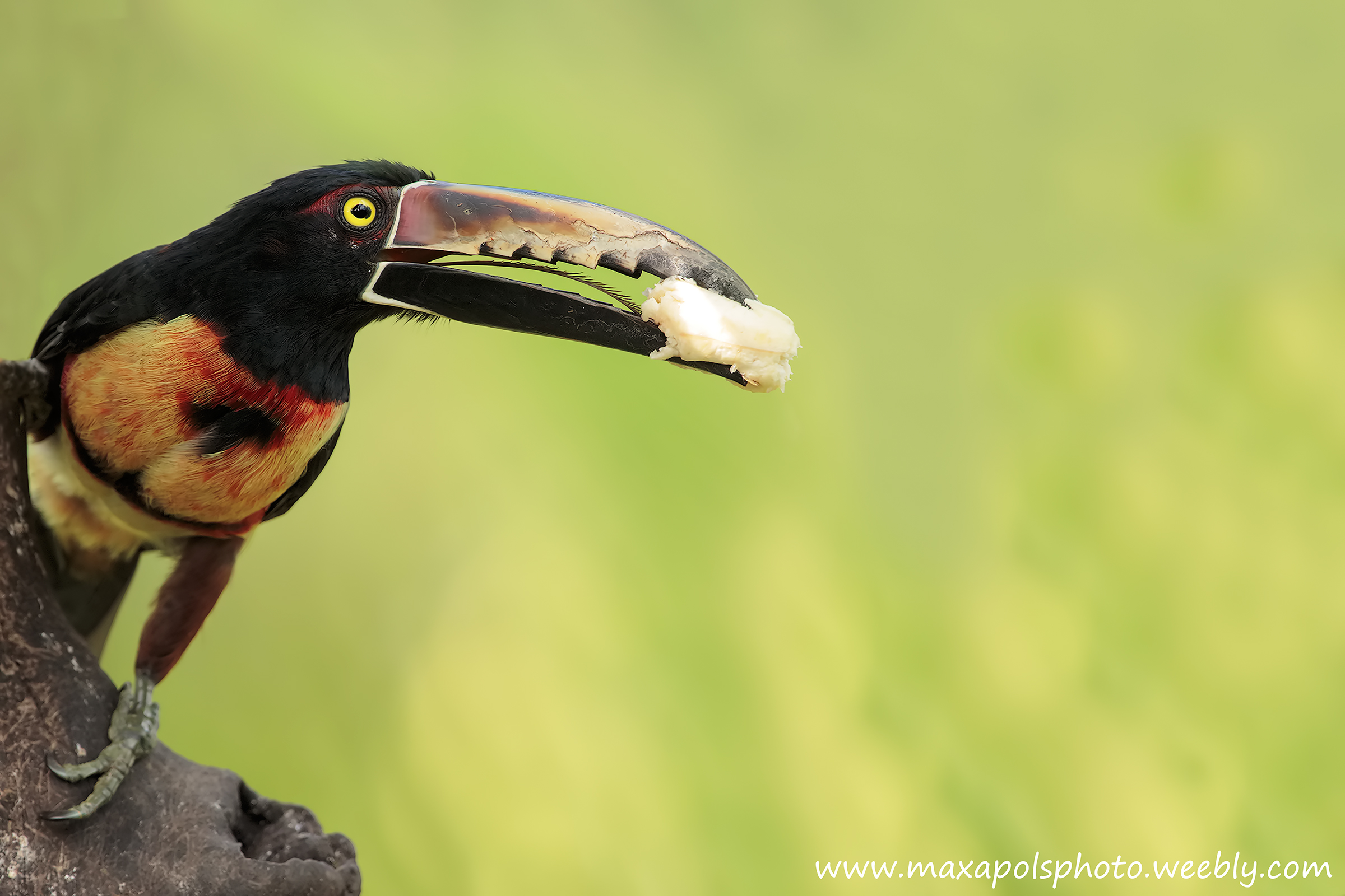 aracari dal collare..