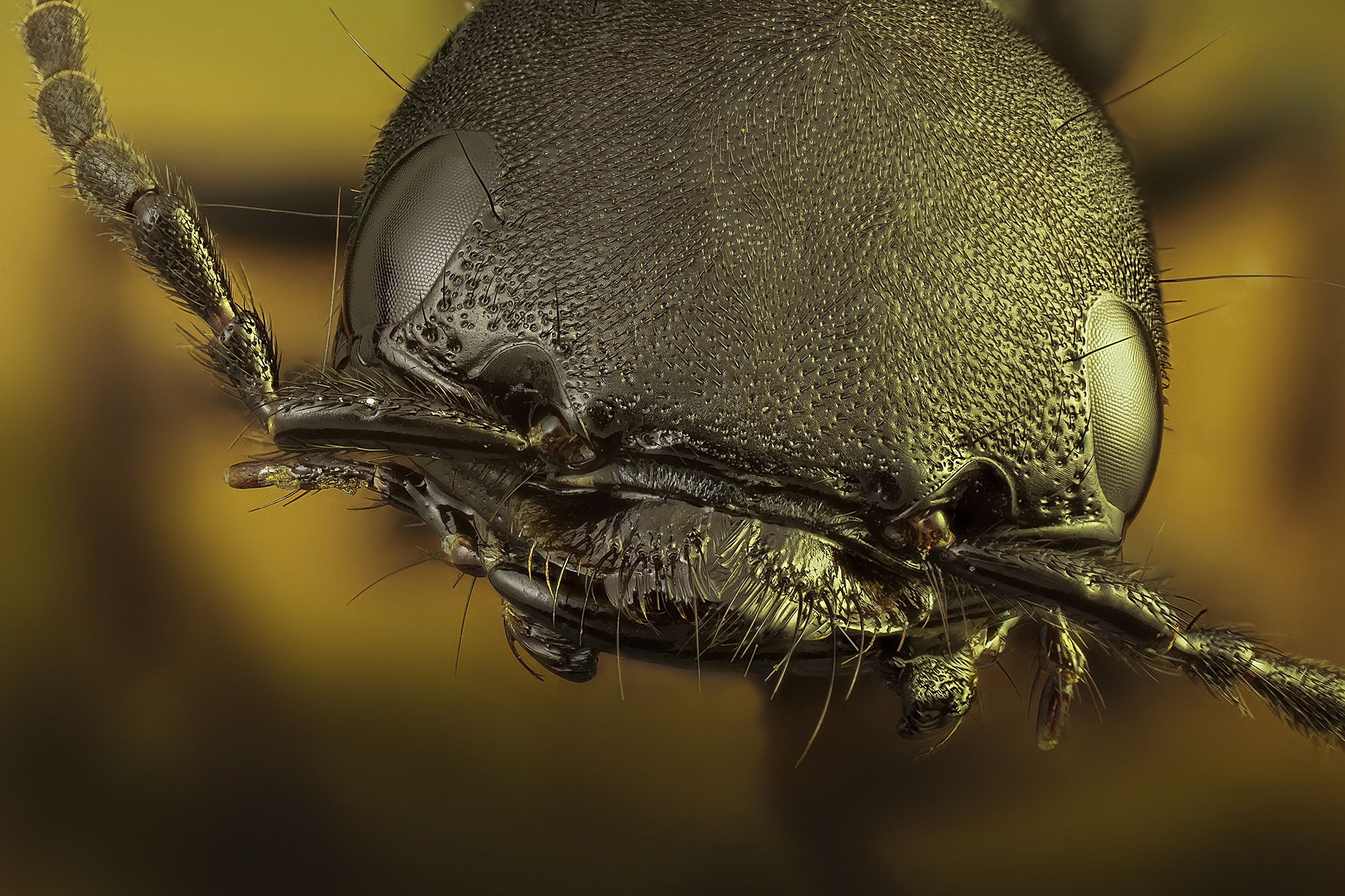 Portrait (Ocypus olens)