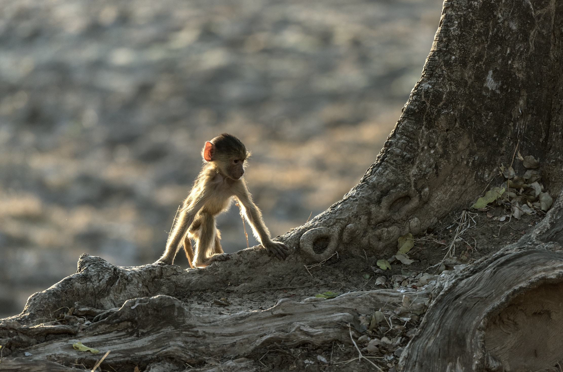 Zambia 2015 - Cucciolo