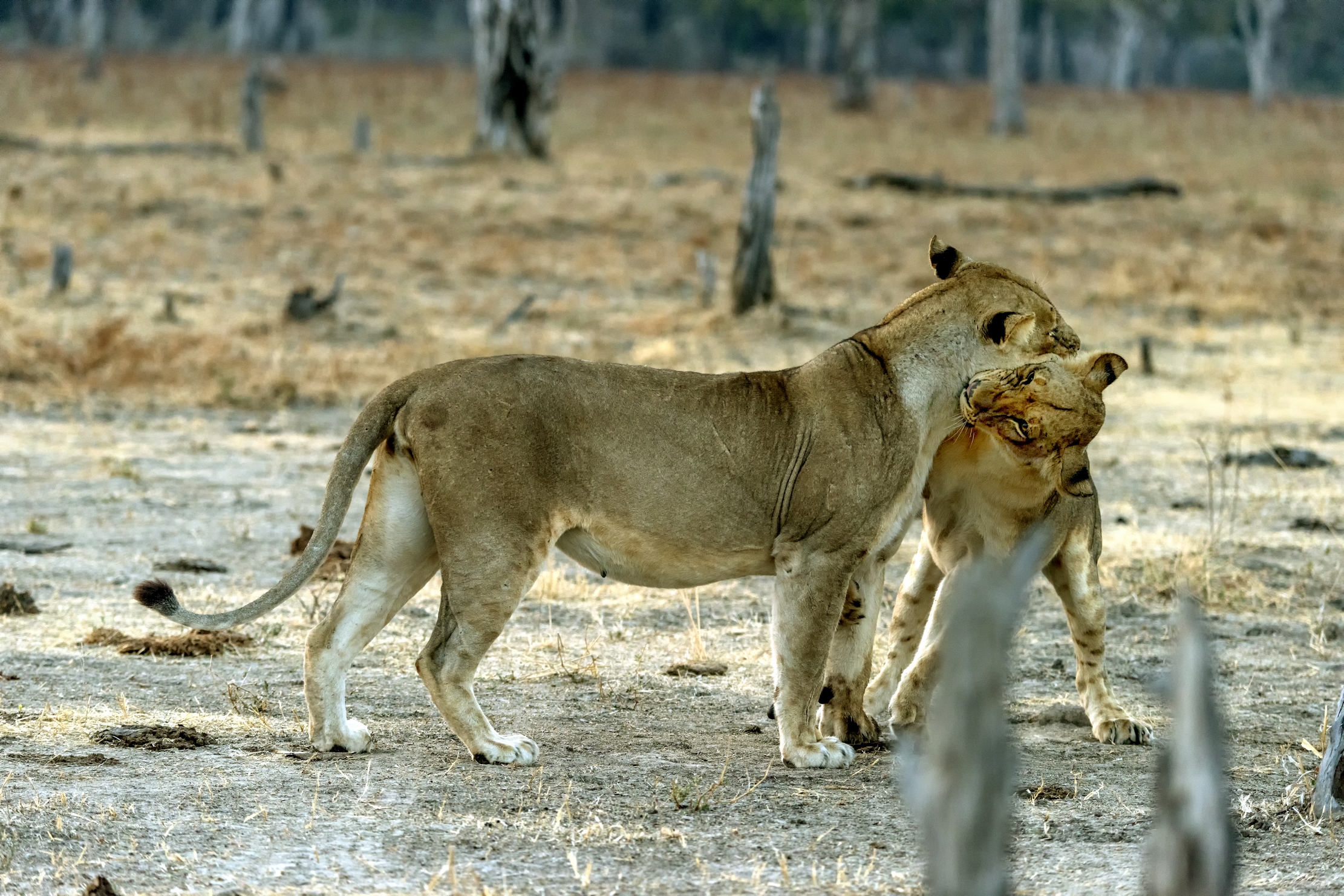 Zambia 2015 - Efusioni