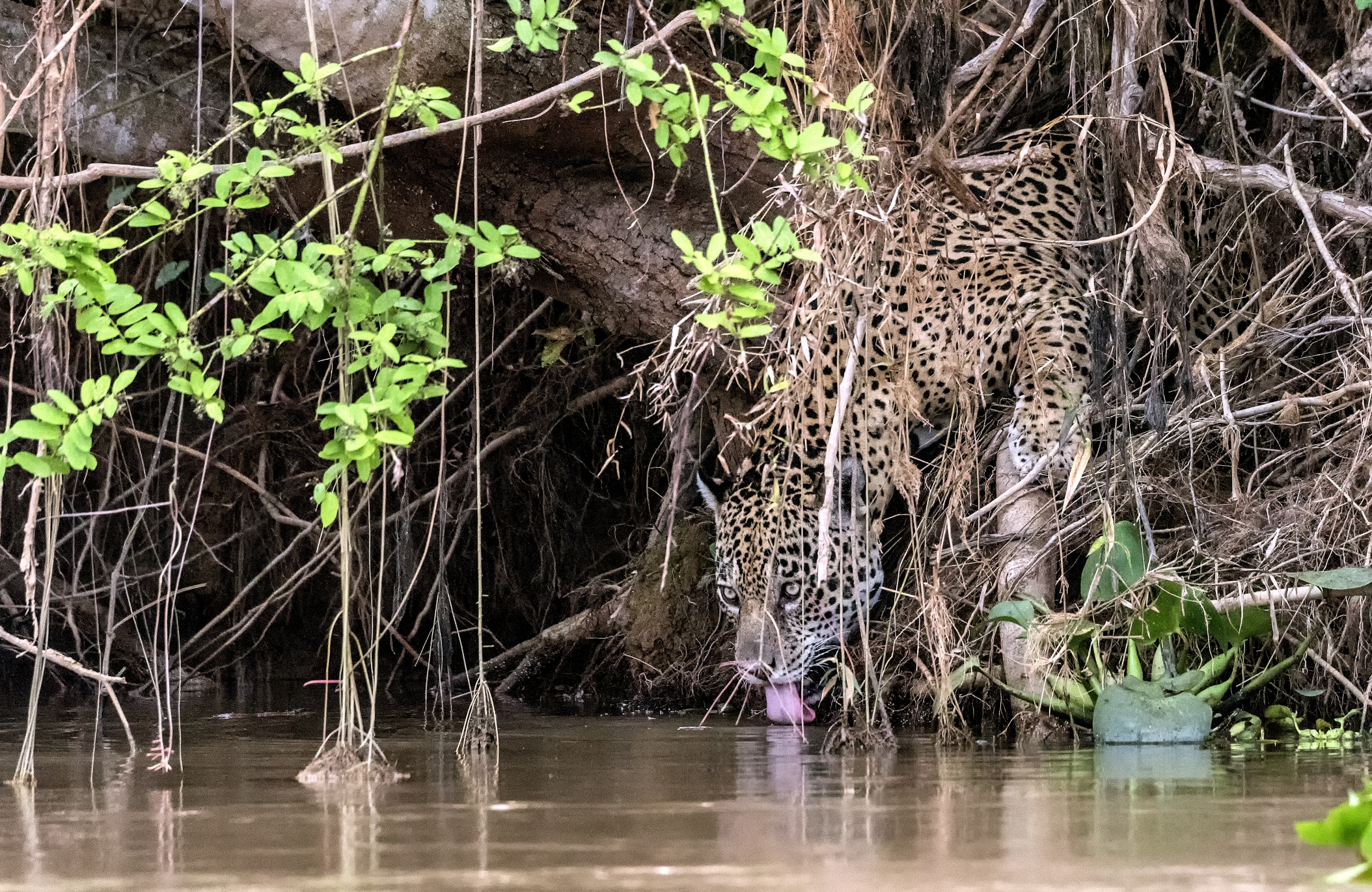 Pantanal 2015 - Jaguar