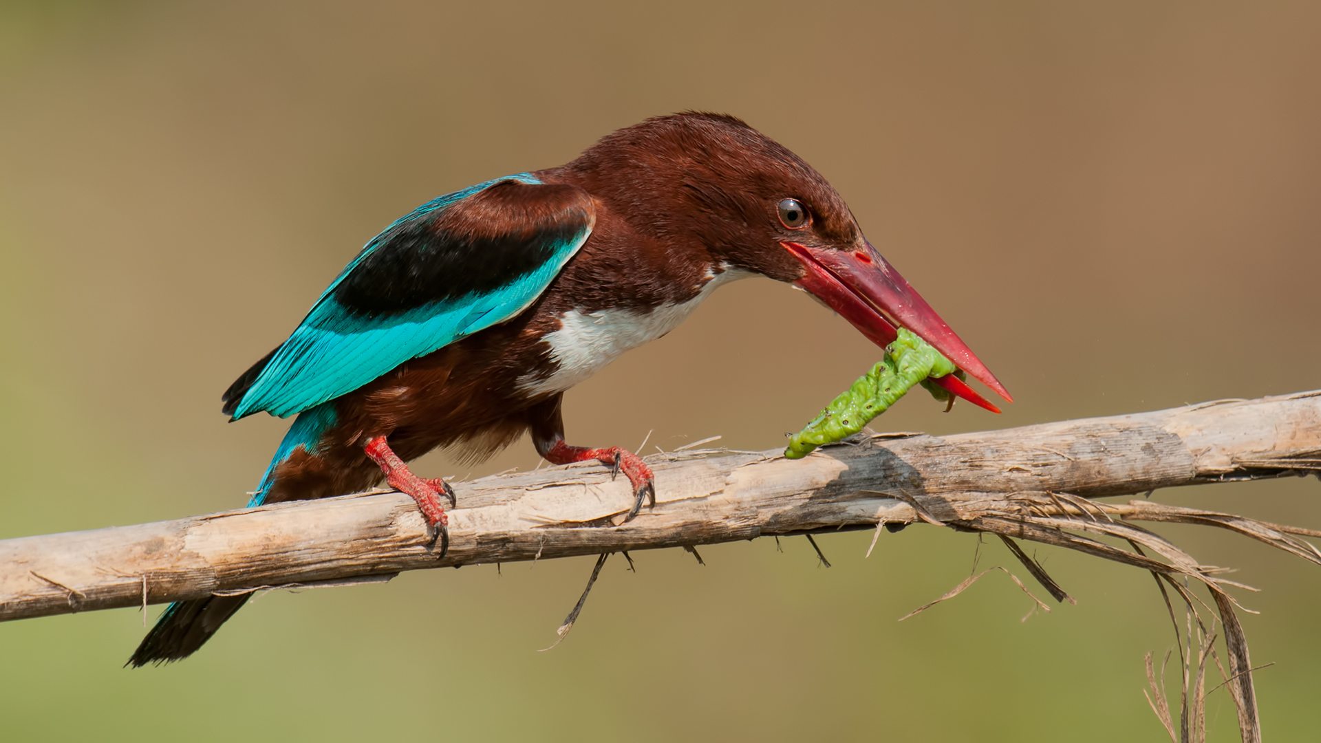 Kingfisher bianco-throated
