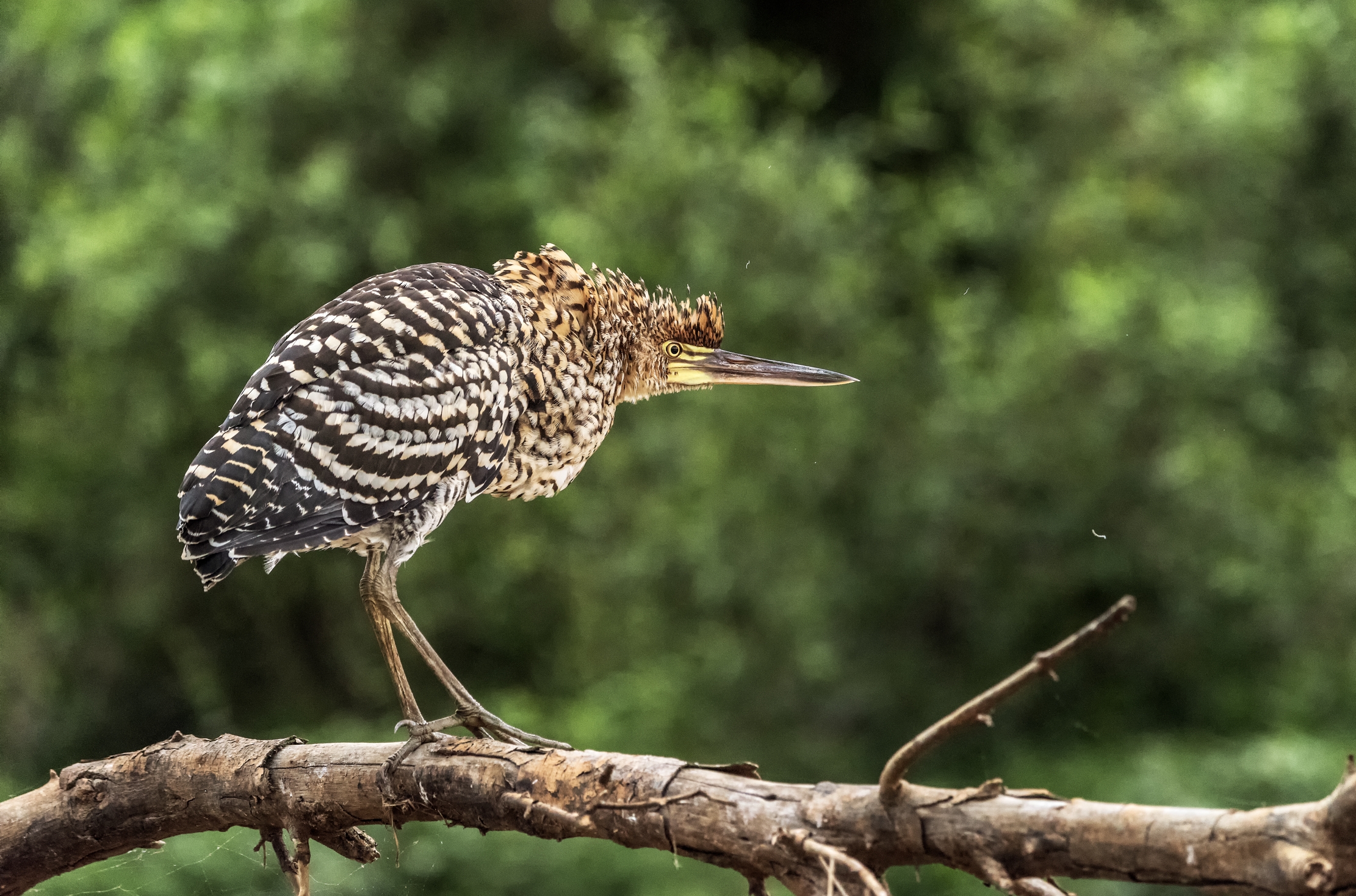Pantanal 2015 - Airone tigrato