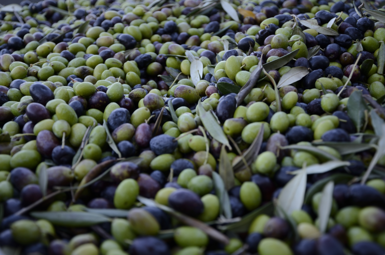 Feast of the new oil