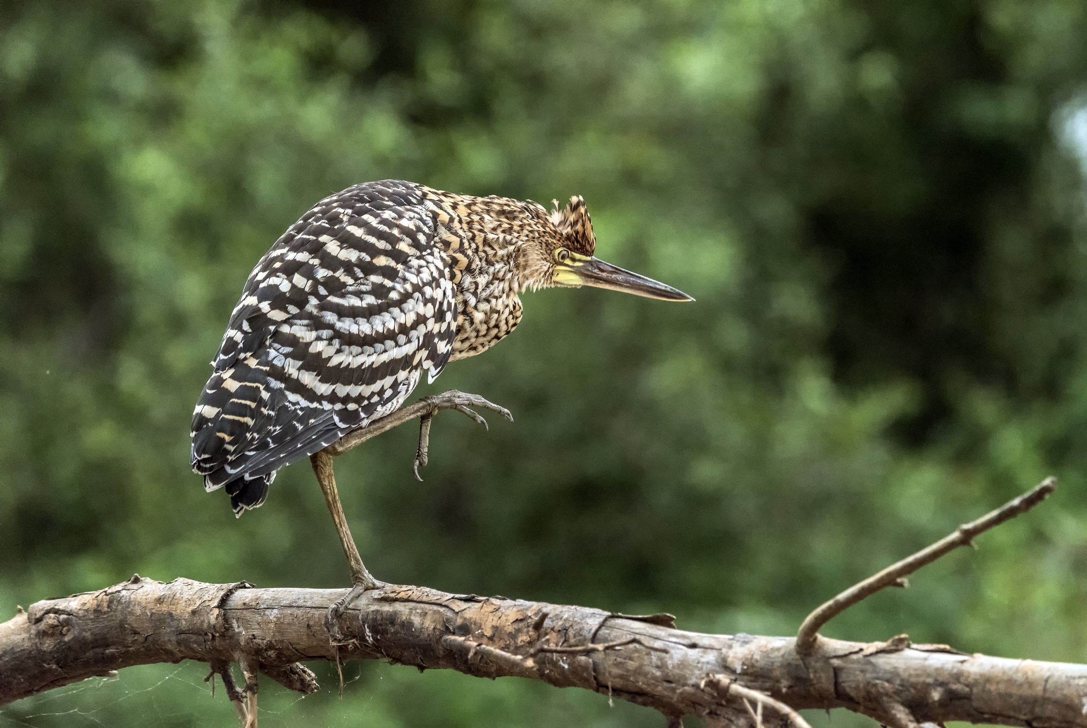Pantanal 2015 - Airone tigrato