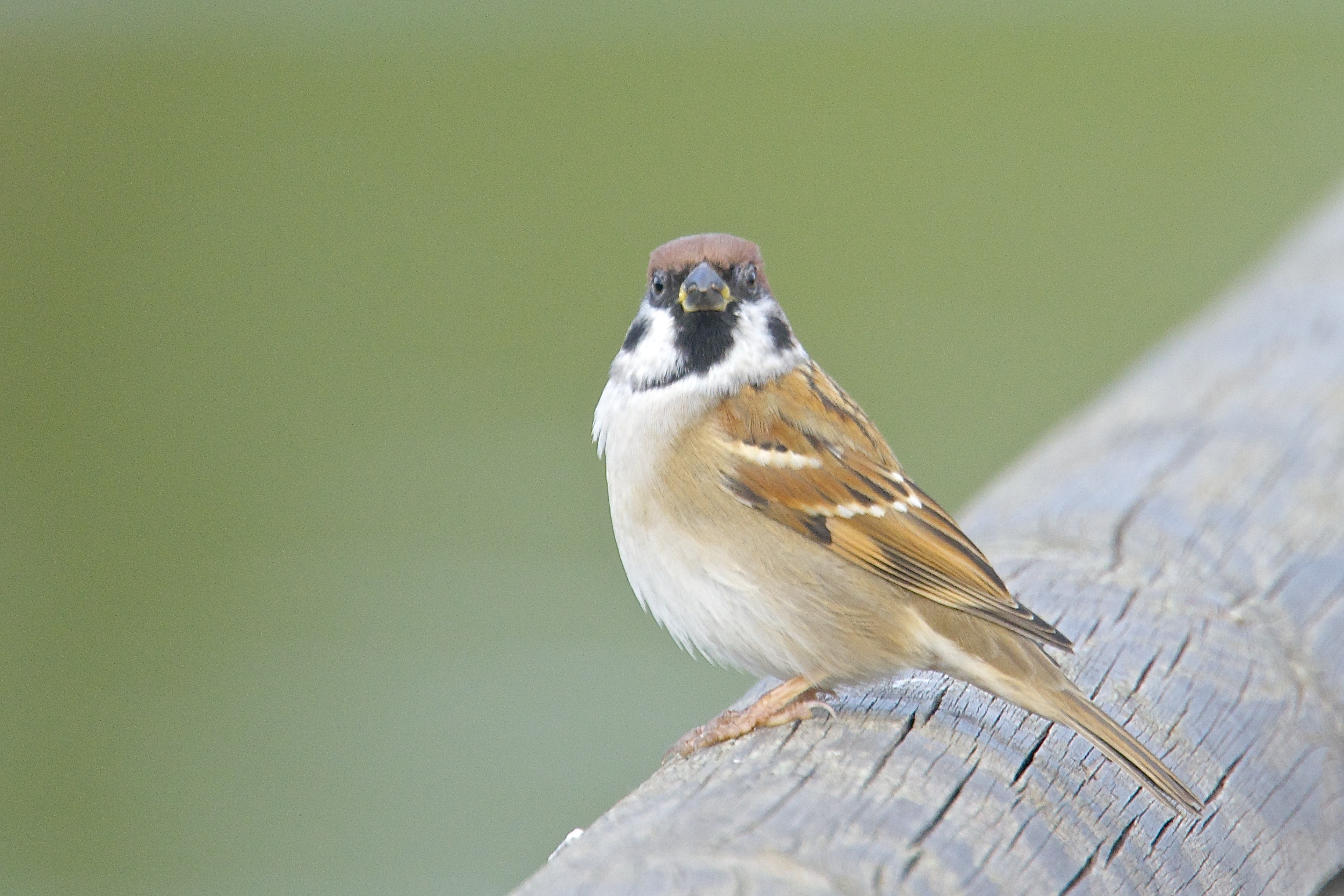 Lo sguardo della mattugia