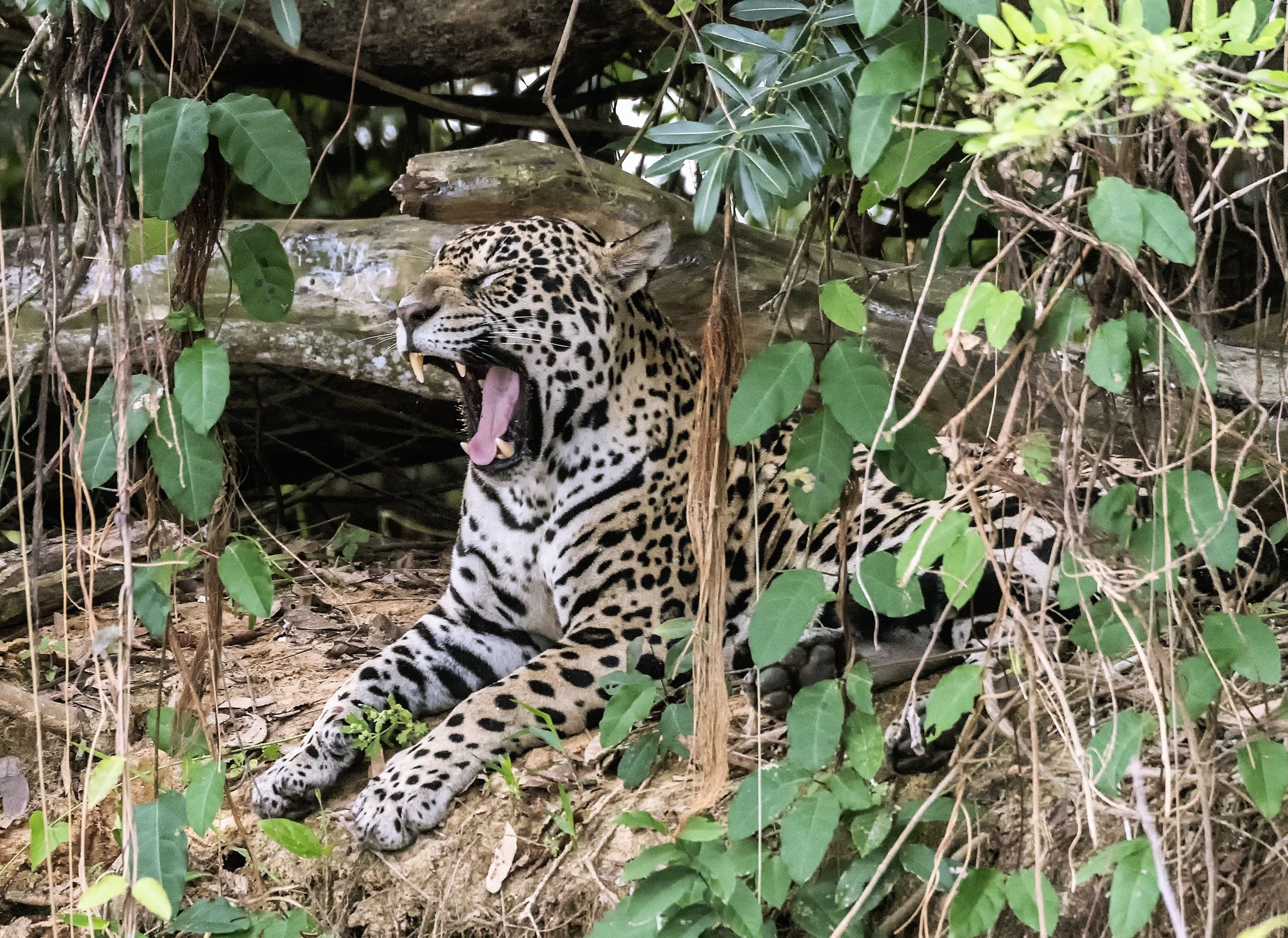 Pantanal 2015 - Jaguar