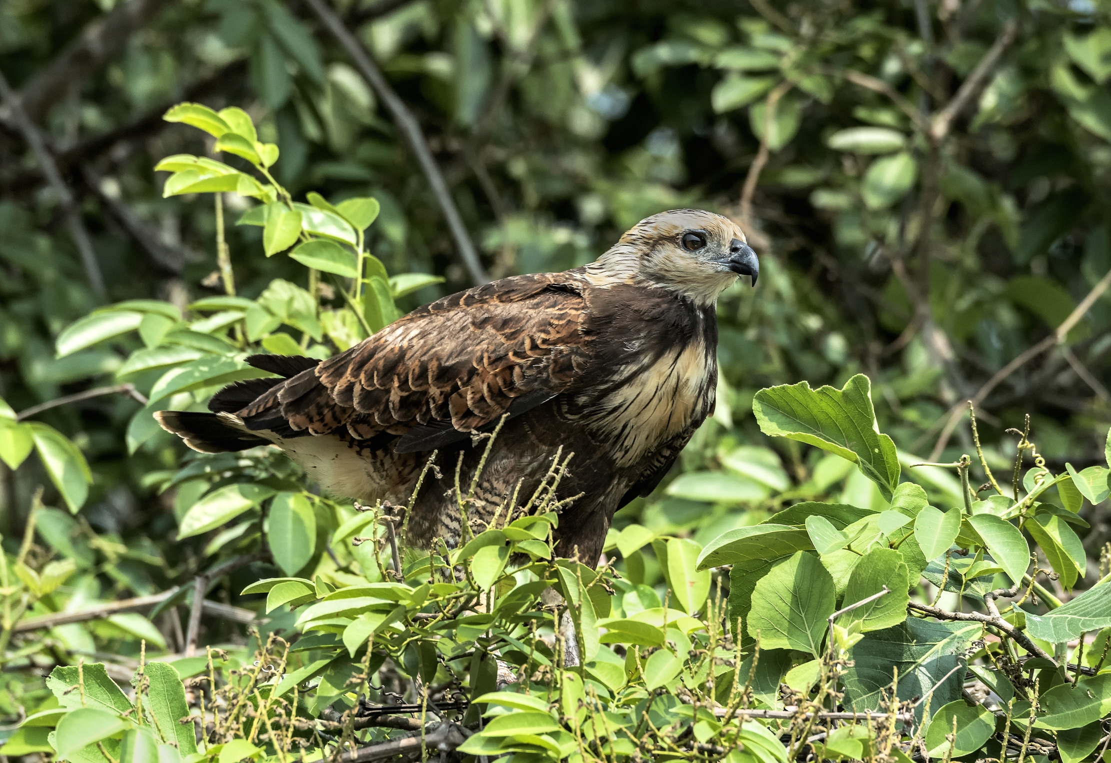 Pantanal 2015 - Poiana col collare