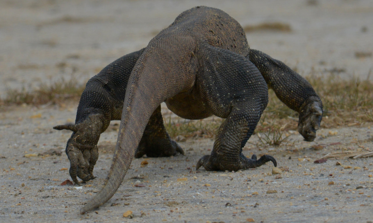 Varanus island of Rinca