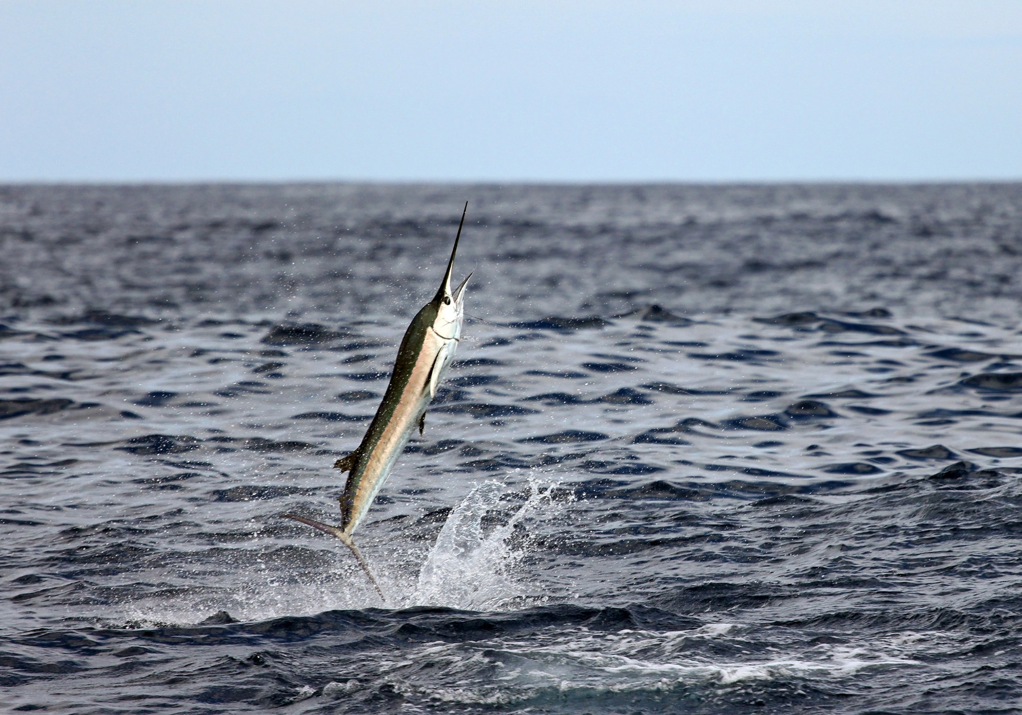 Sailfish