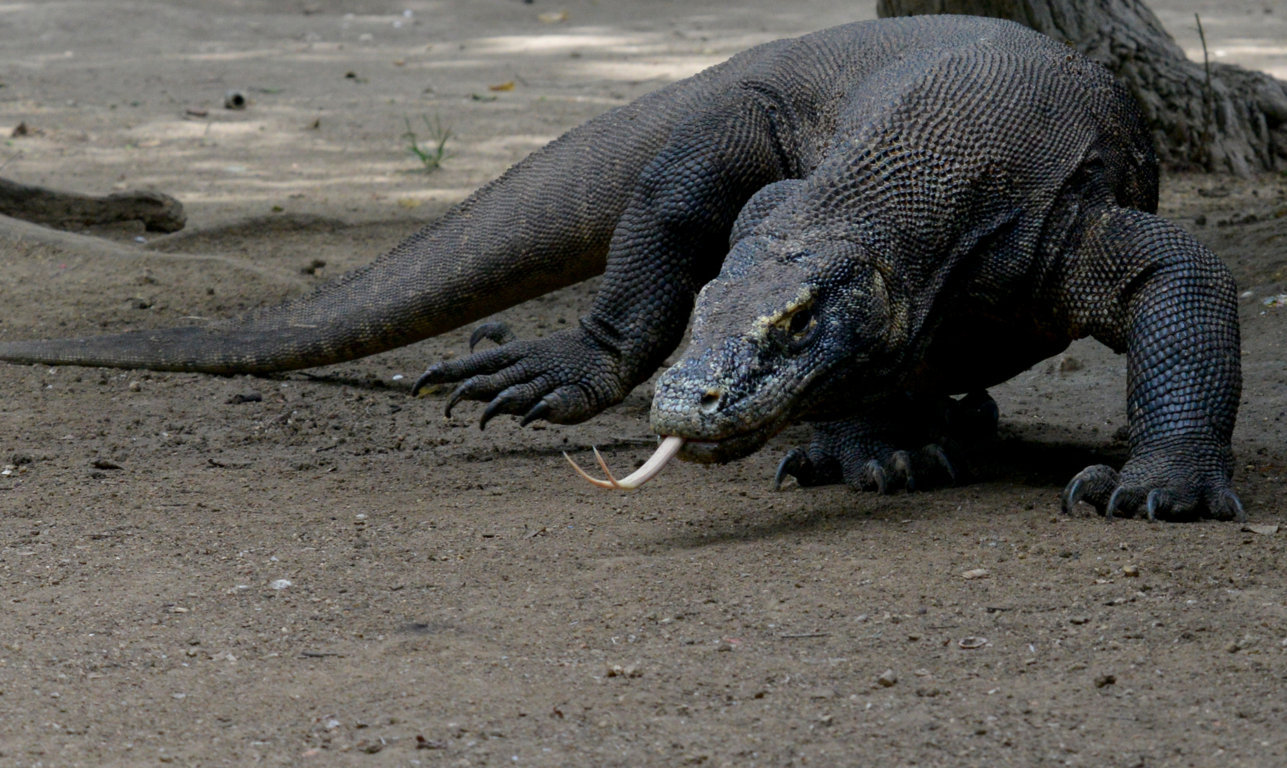 Varanus island of Rinca