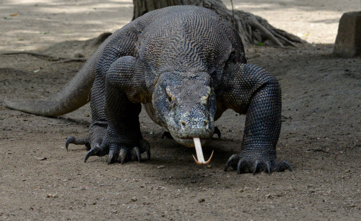 Varanus island of Rinca