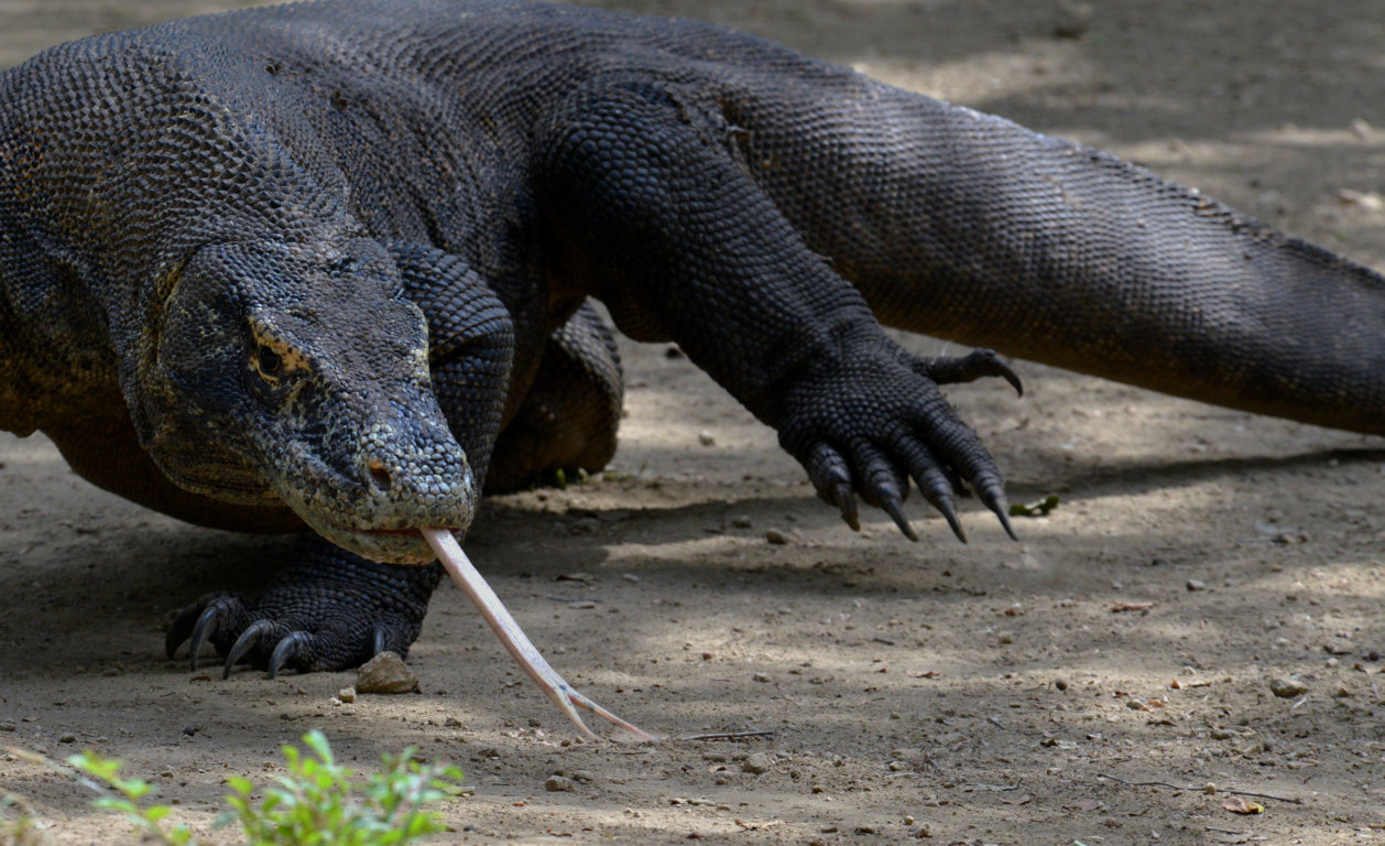 Varanus island of Rinca