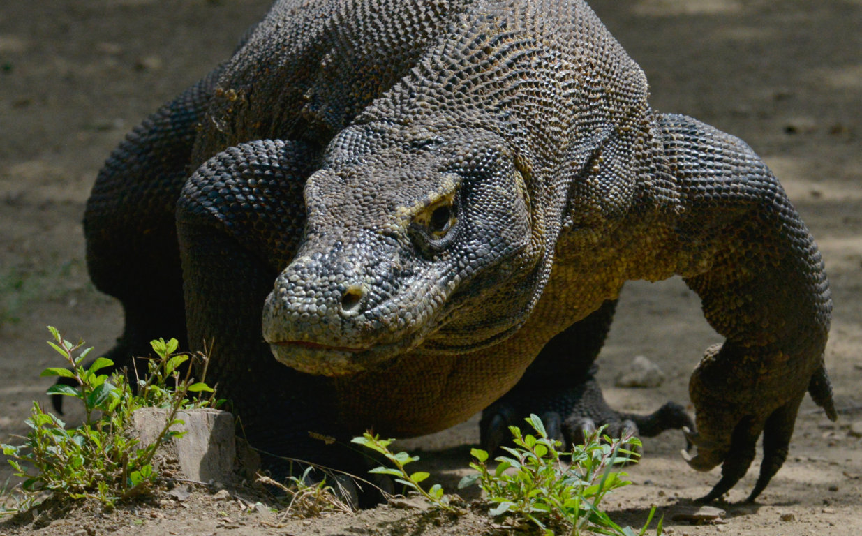 Varanus island of Rinca