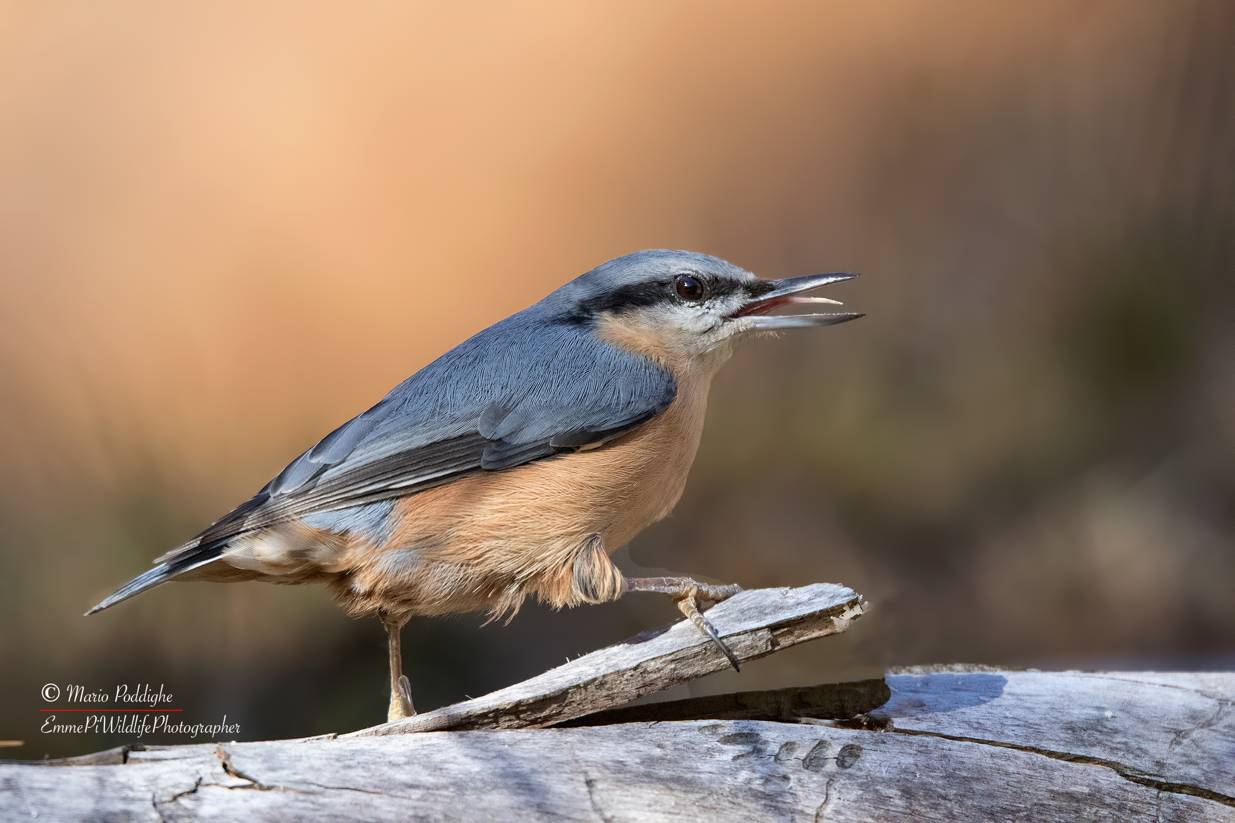 Nuthatch