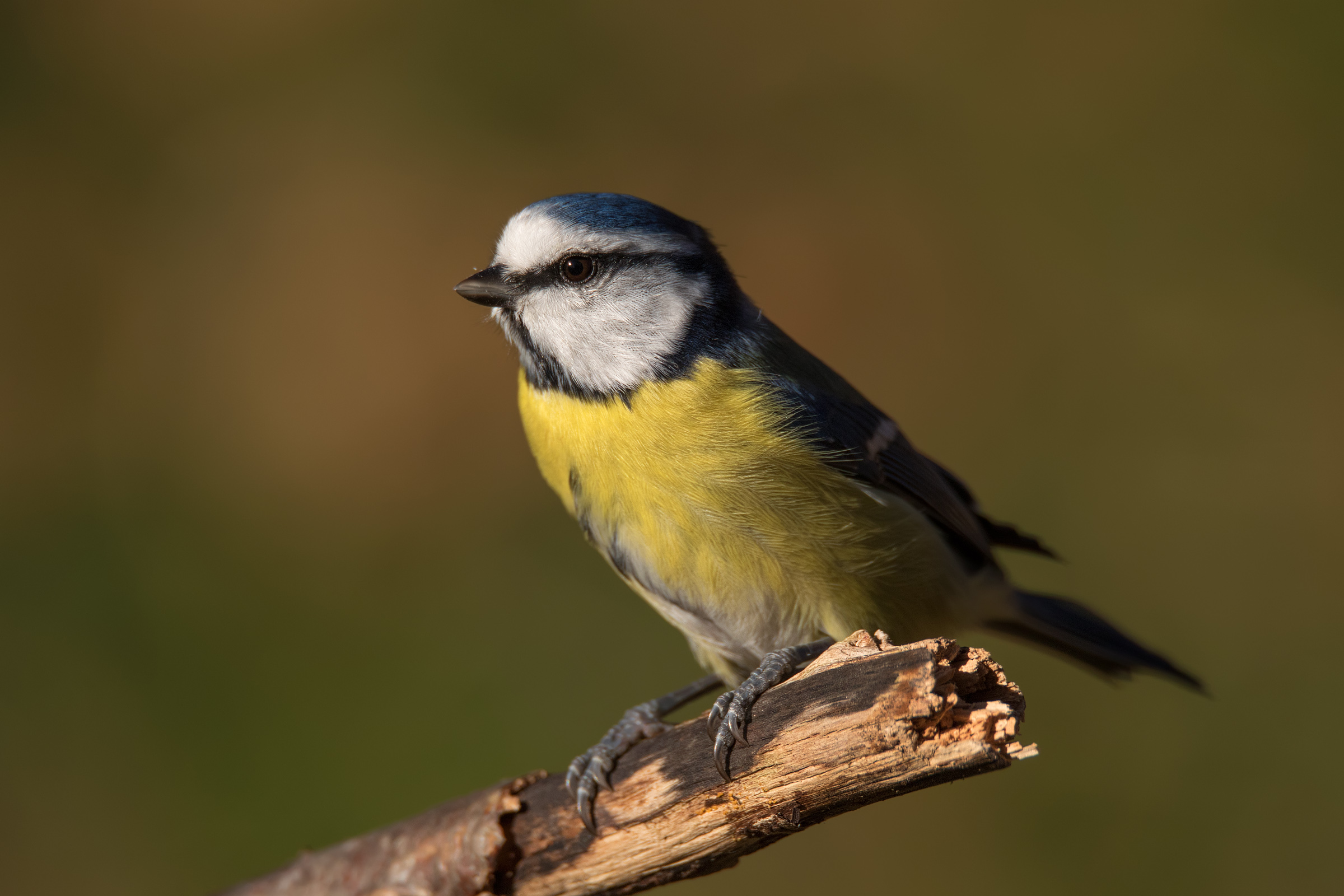 Tit - the last rays of sun