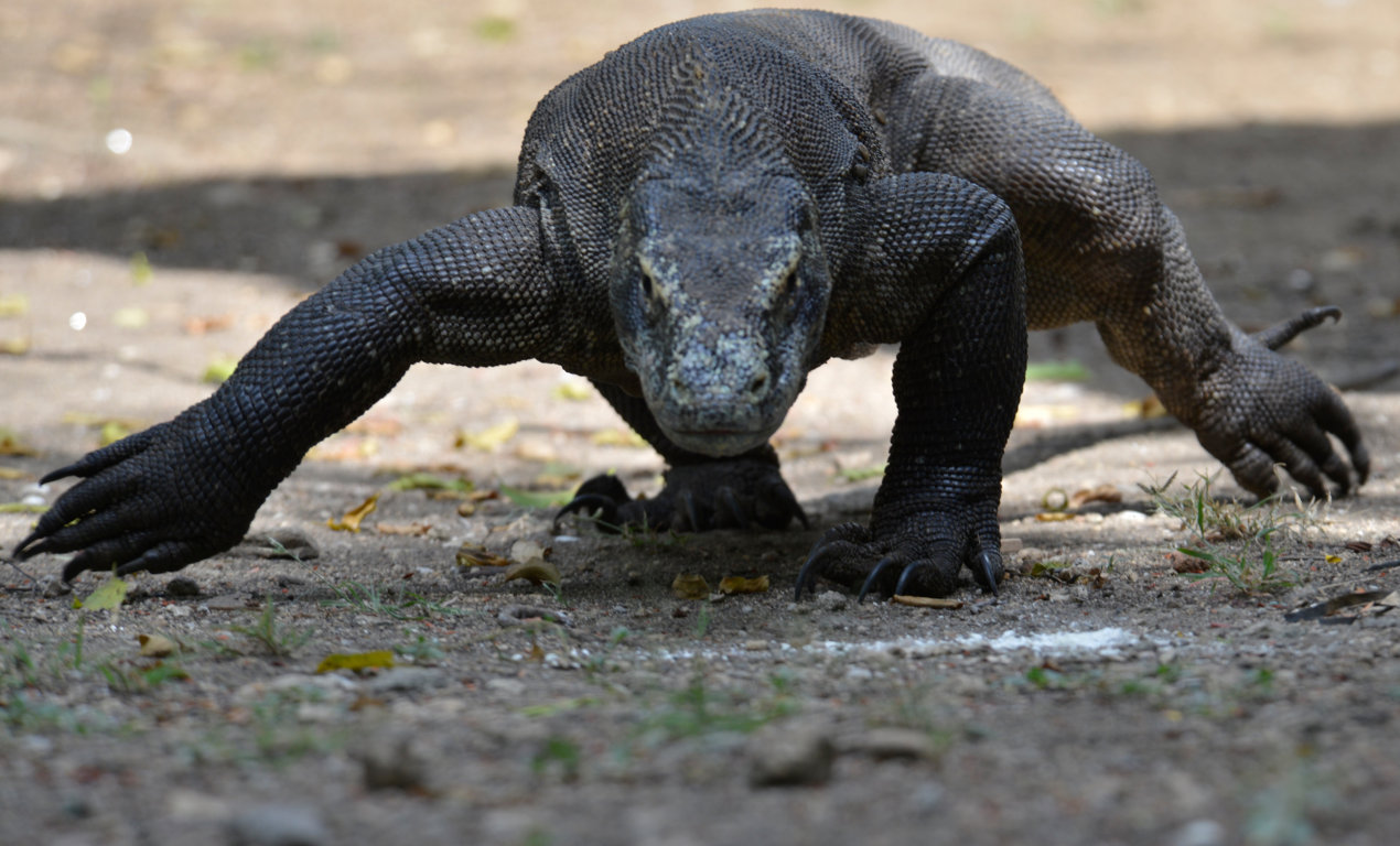 Varanus island of Rinca and Komdo