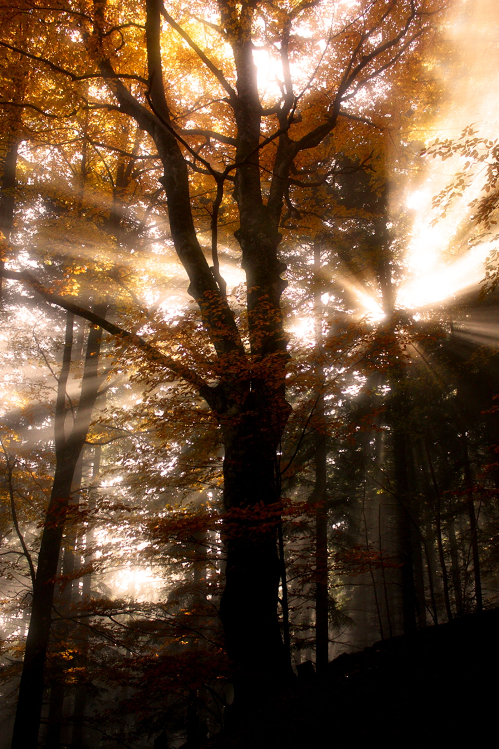 Luce in faggeta ver2.0