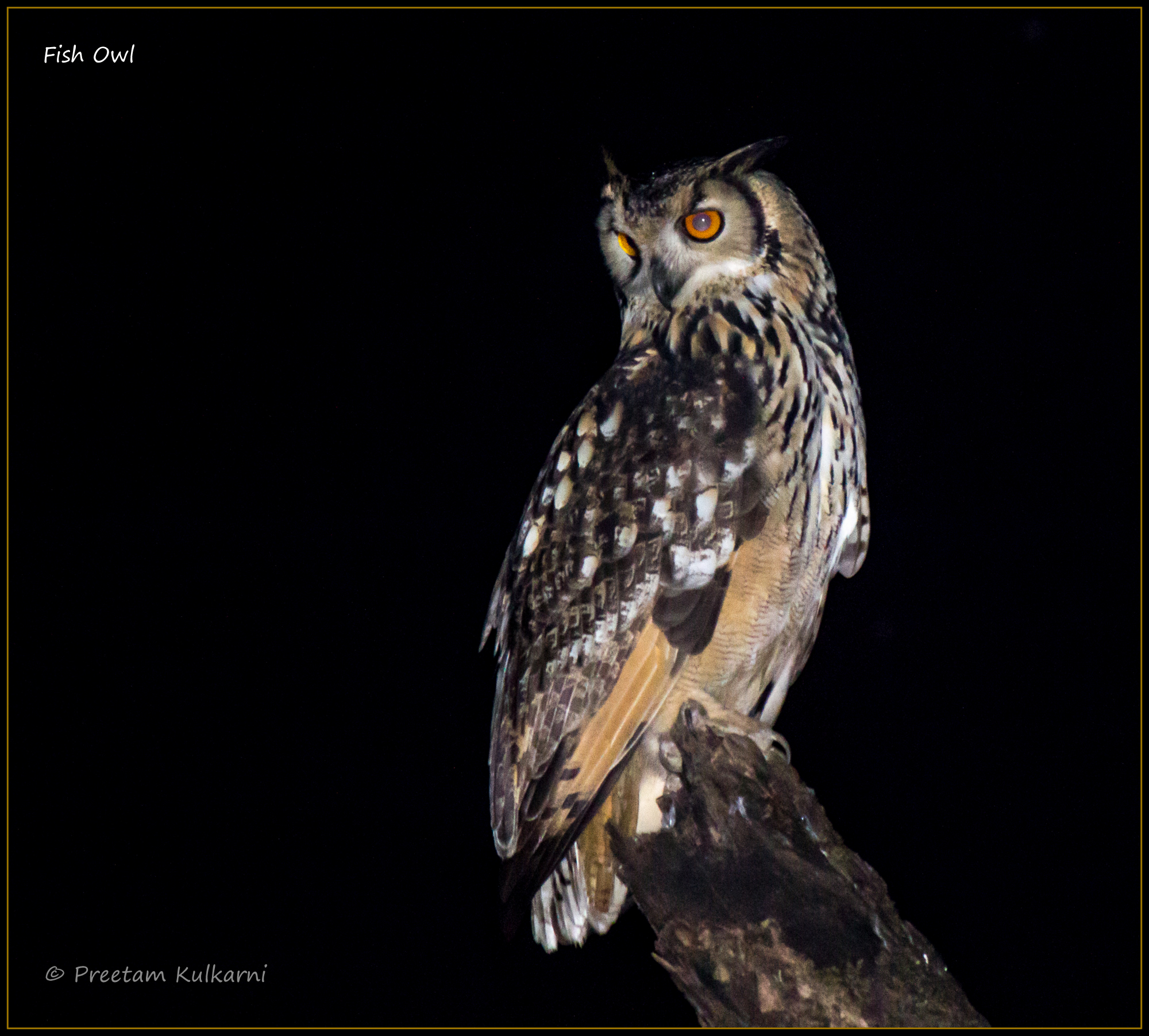 Indian Eagle Owl