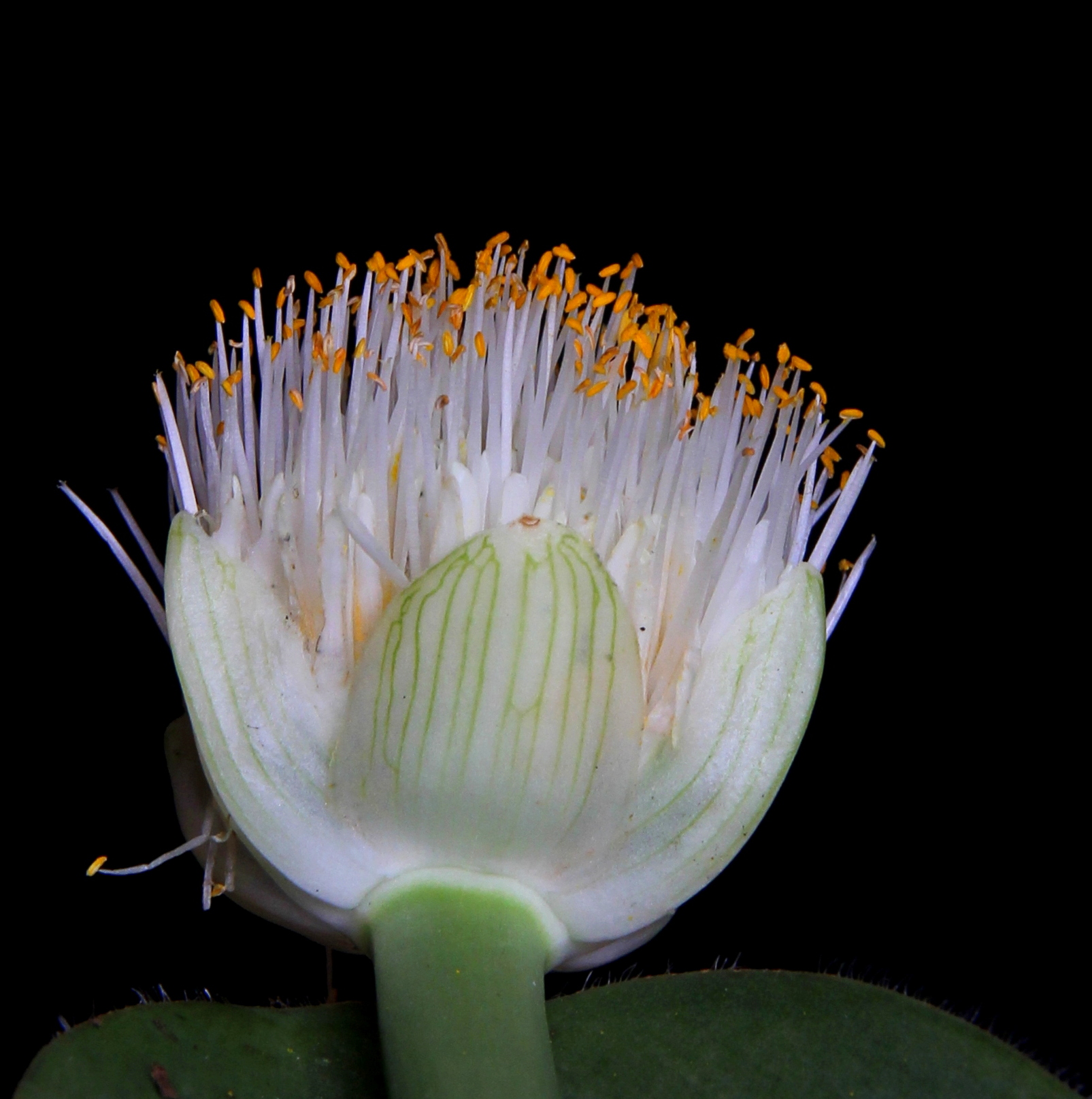 Haemanthus albiflos