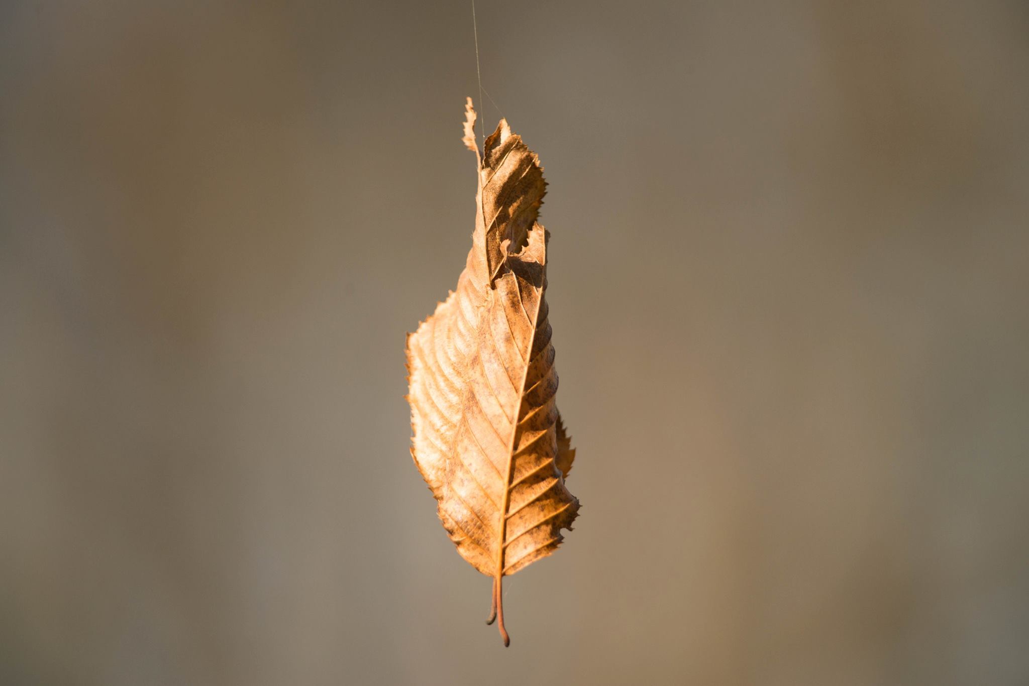 L'equilibrio autunnale