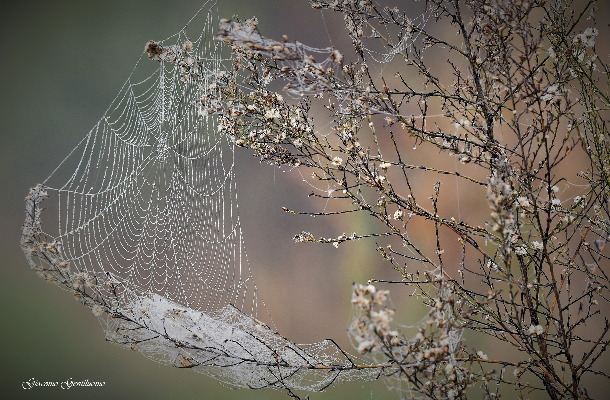 ragnatela dell'estate di s. martino