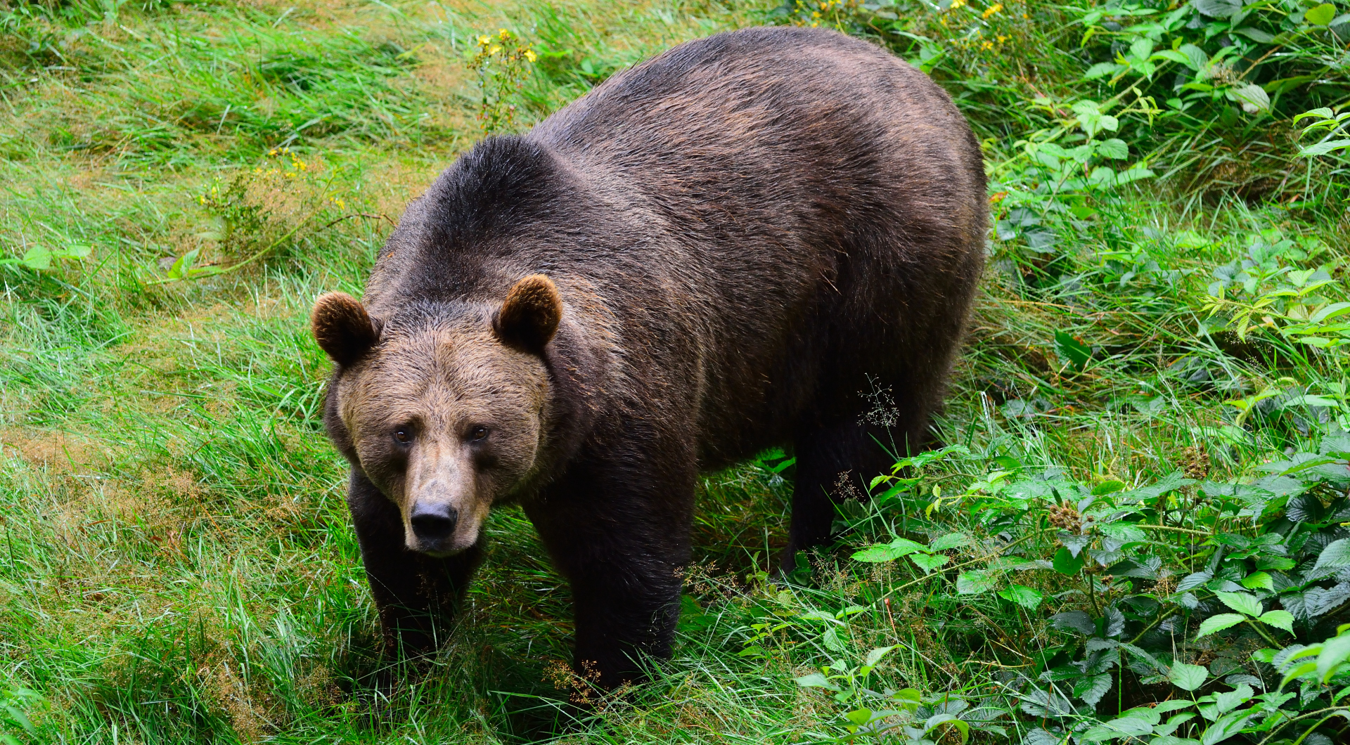 Bayerischer Wald National Park