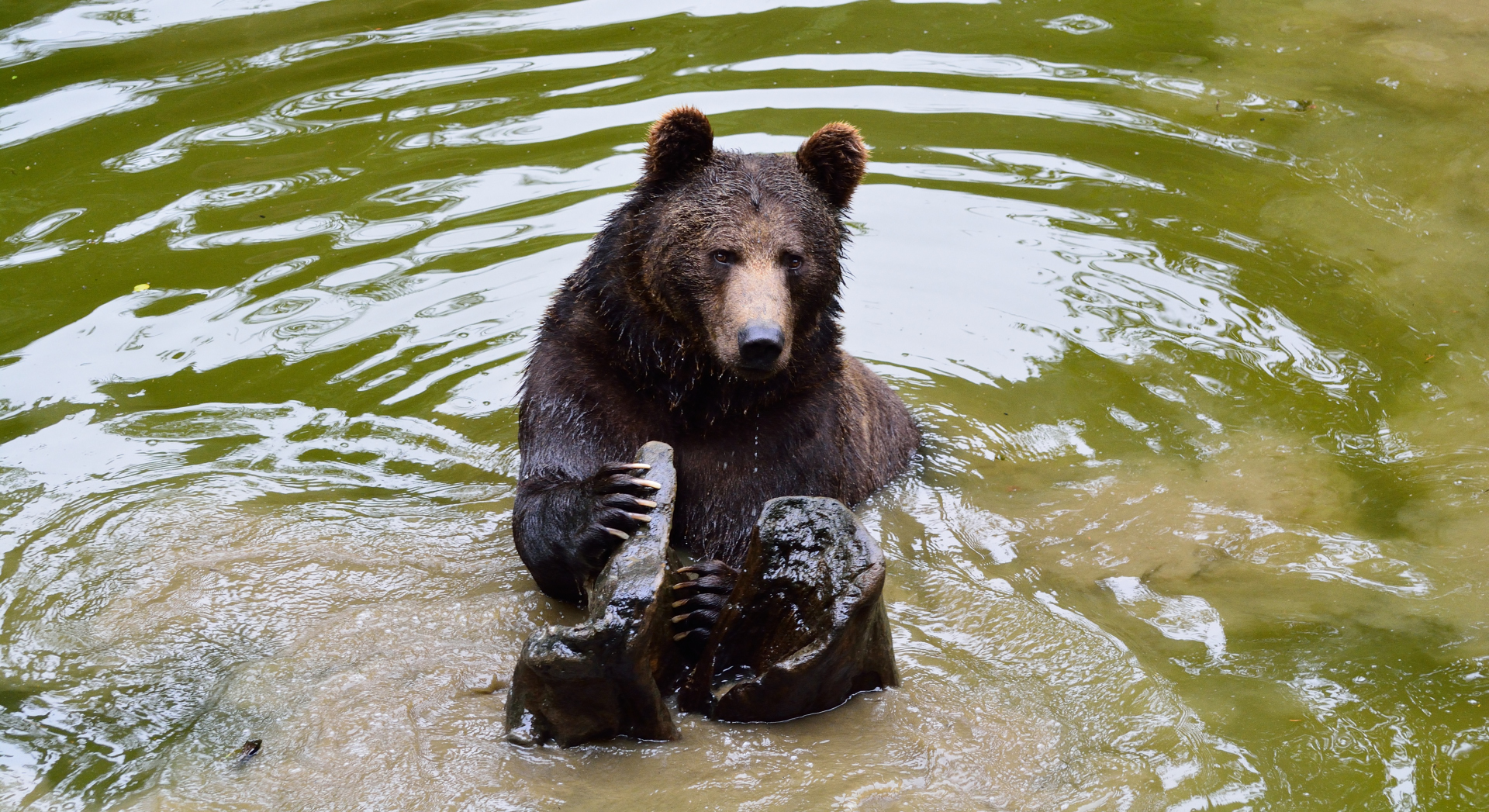 Bayerischer Wald National Park