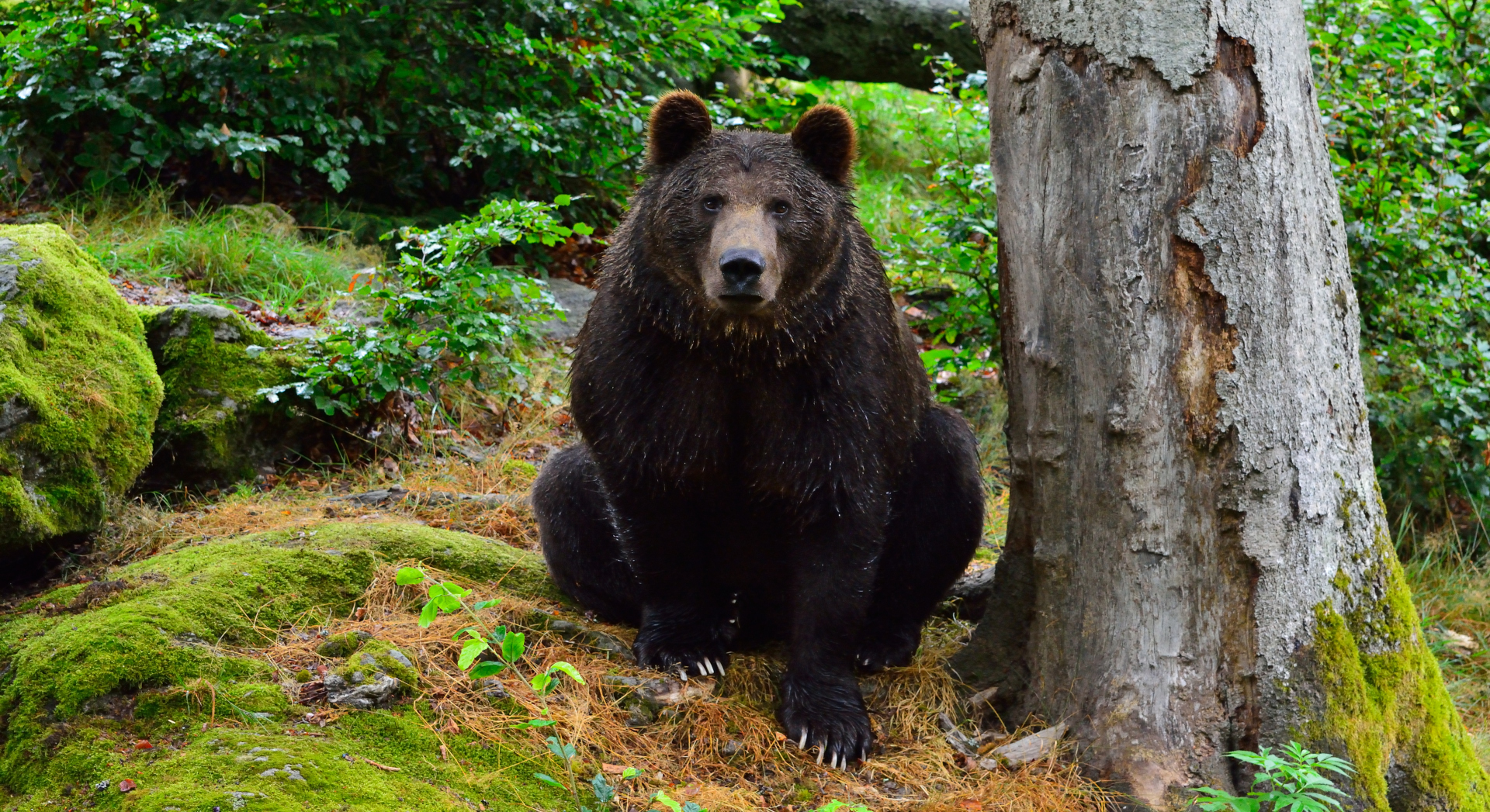 Bayerischer Wald National Park