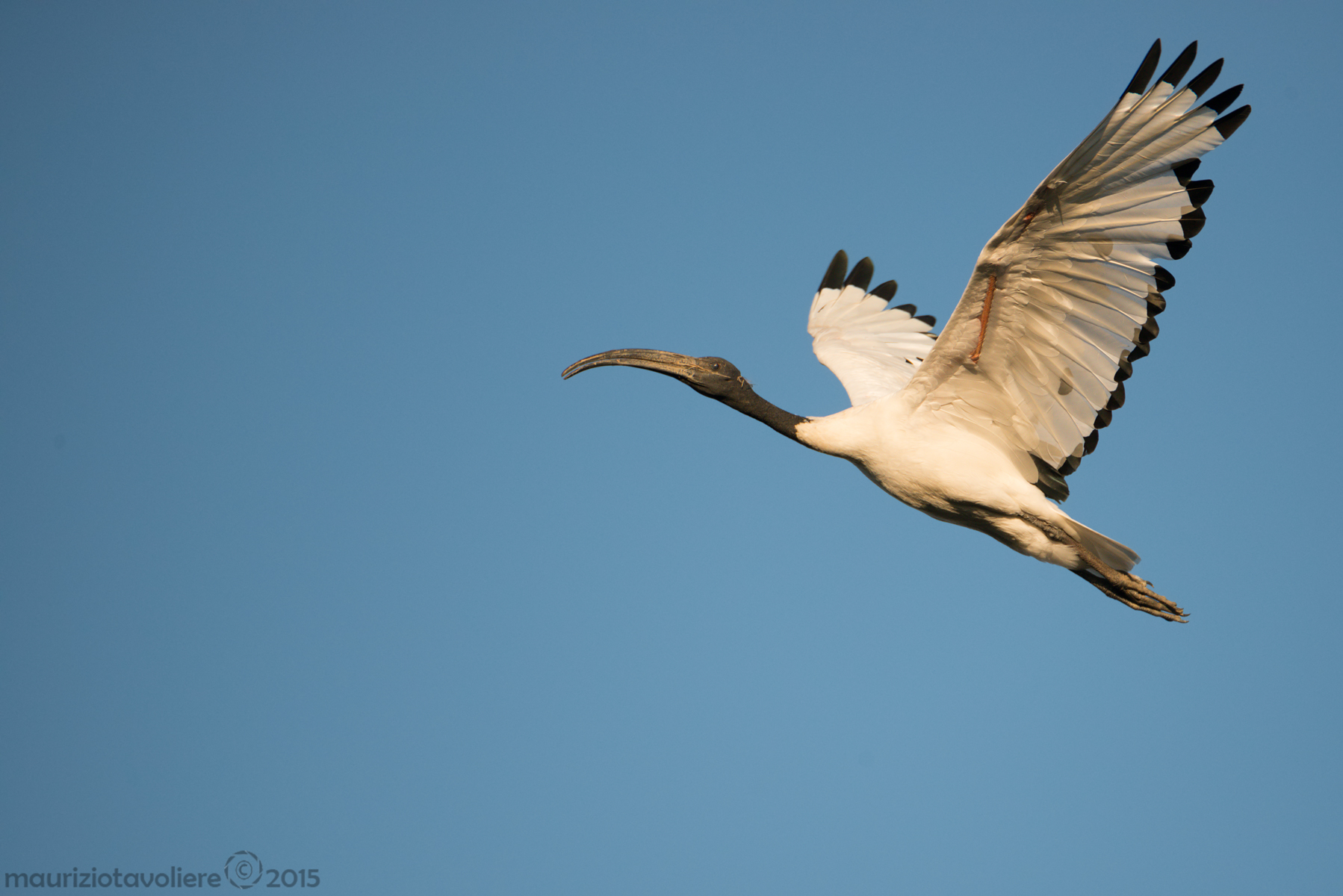 Ibis sacro in volo ..