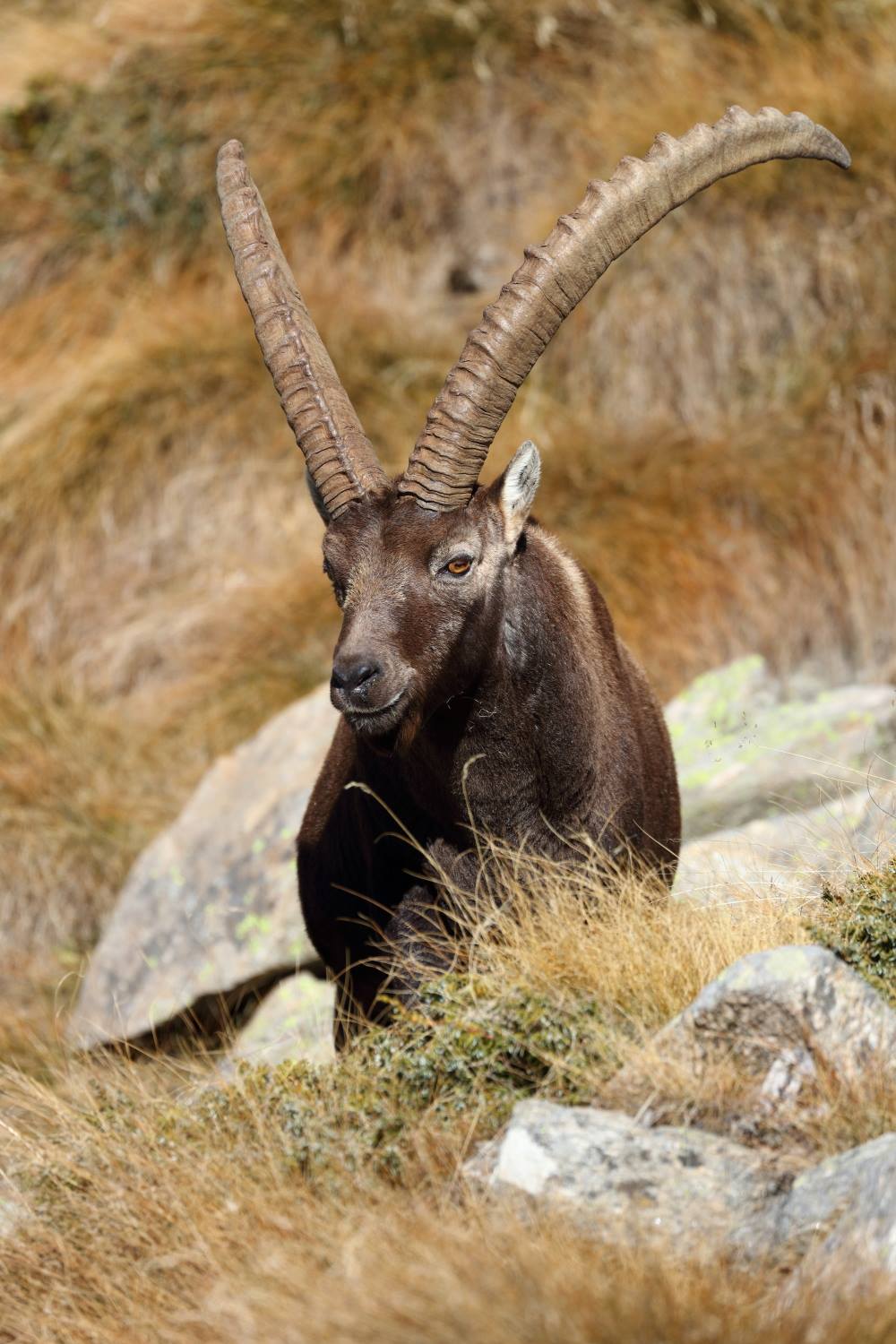 Ibex