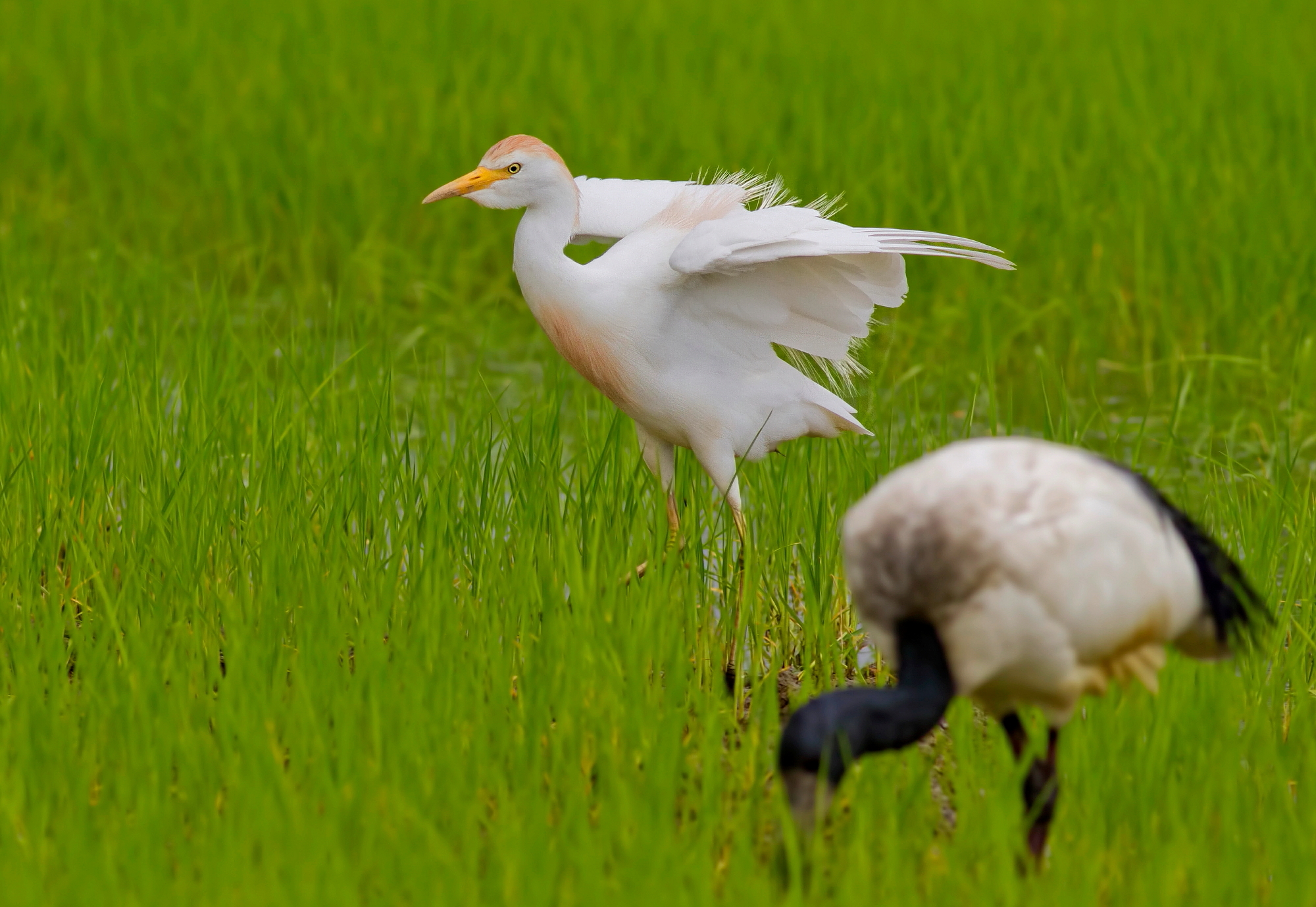 Heron Egret In Dress