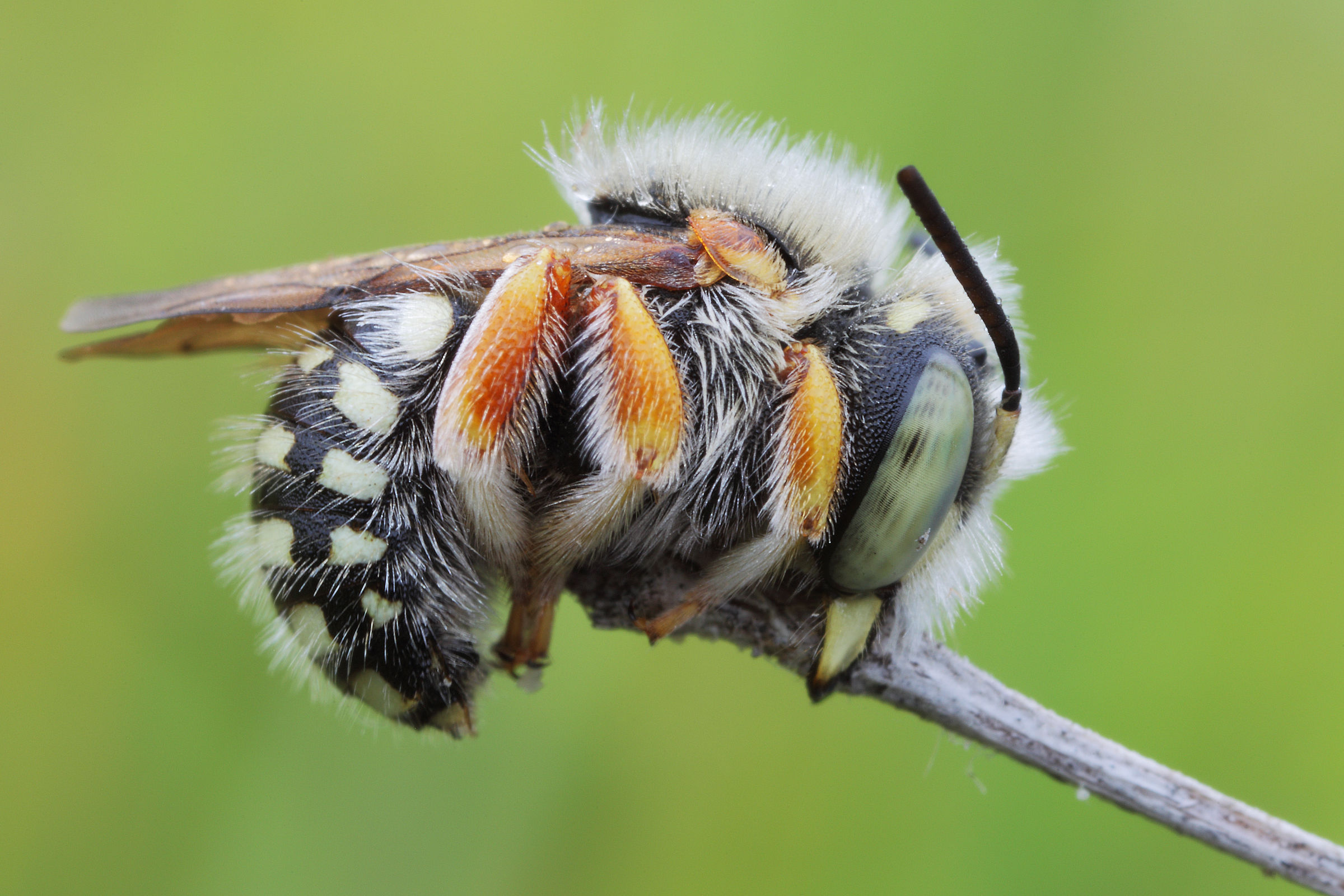 Anthidium punctatum