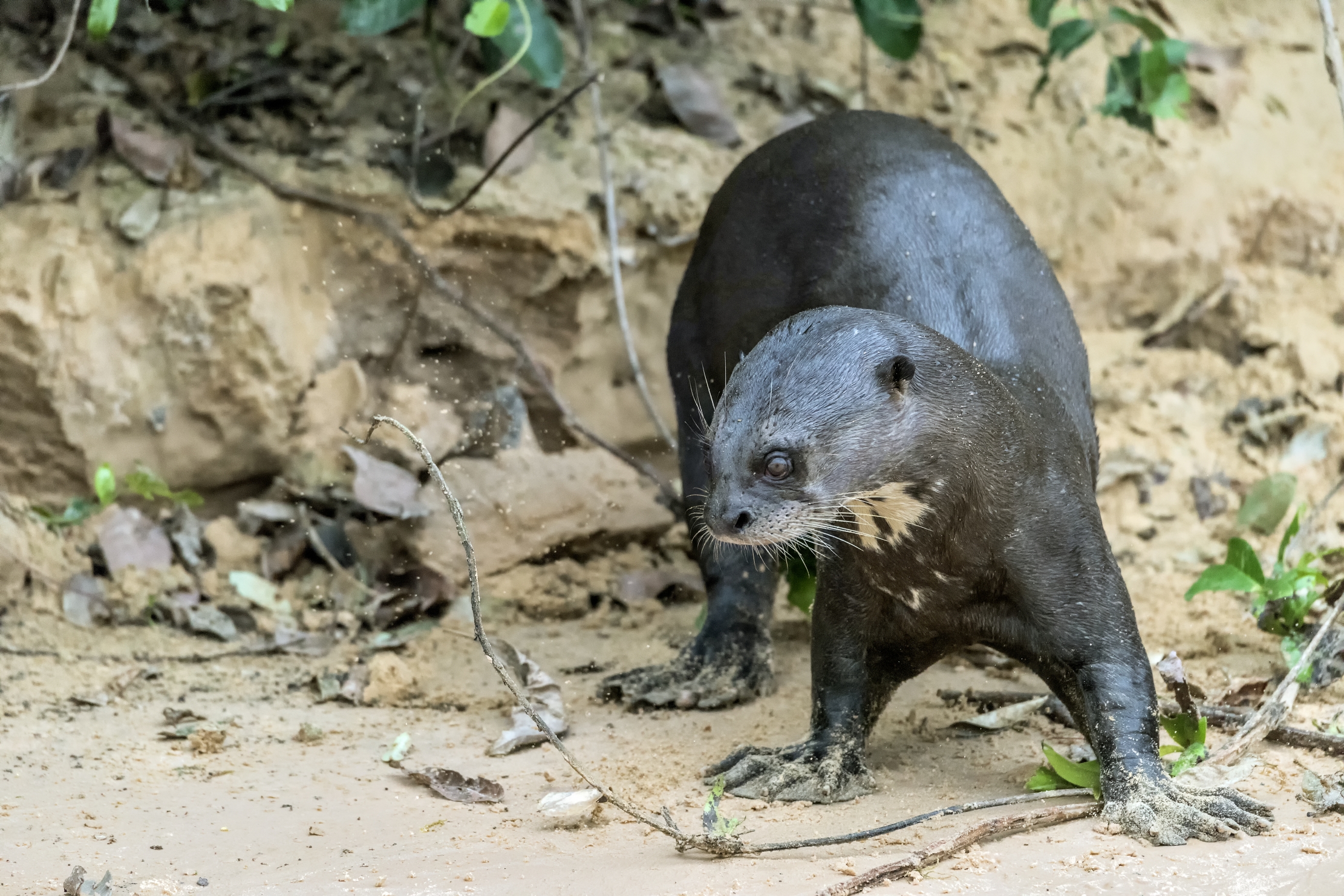 Pantanal 2015 - Lontra gigante