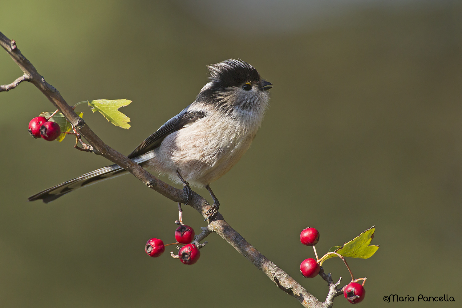 Codibugnolo (Aegithalos caudatus)