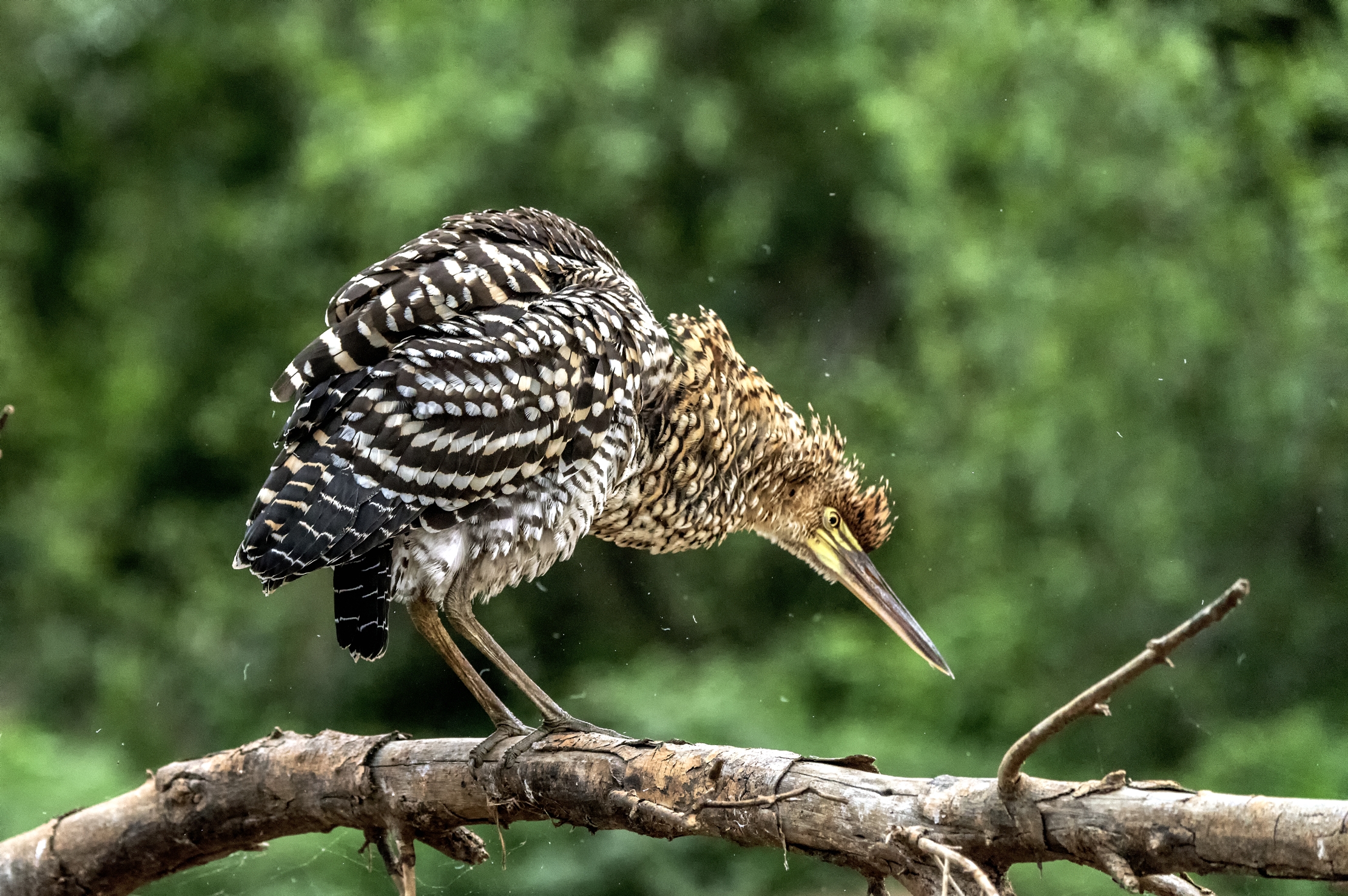 Pantanal 2015 - Airone tigrato