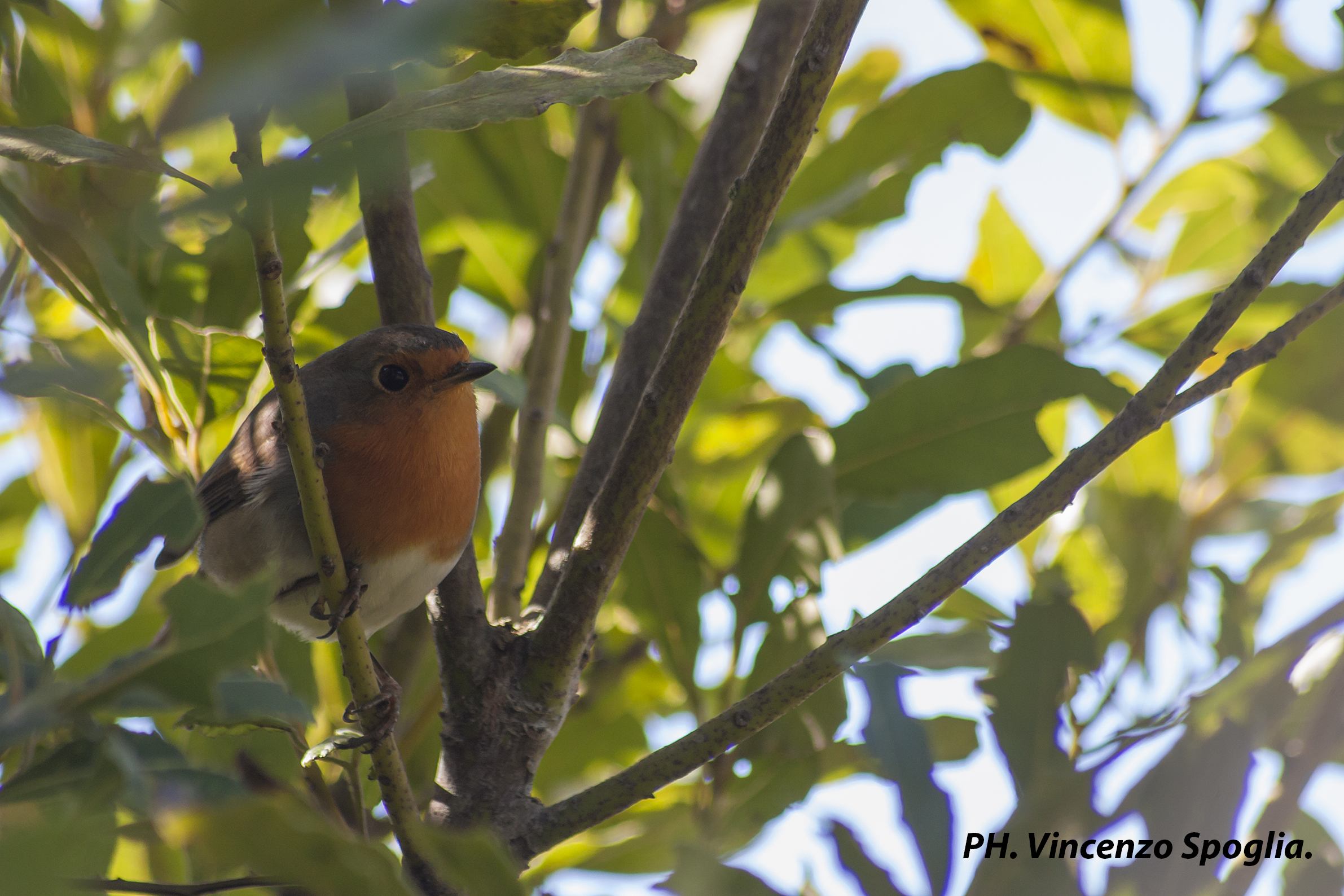 Pettirosso sul rametto