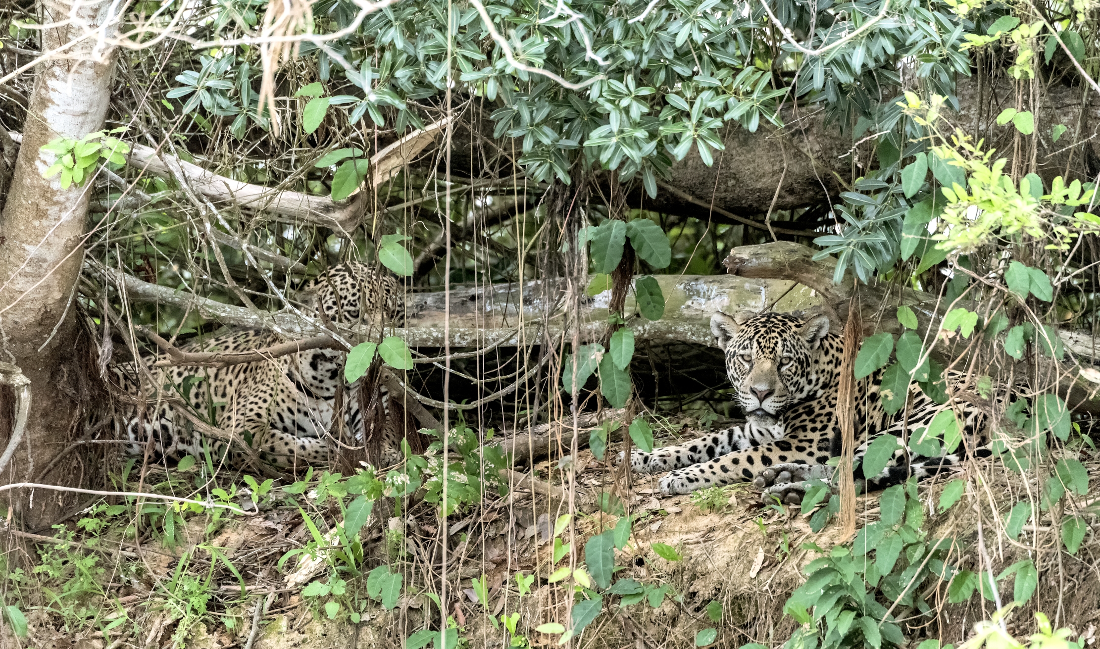 Pantanal 2015 - Sulle rive del Cuiabà