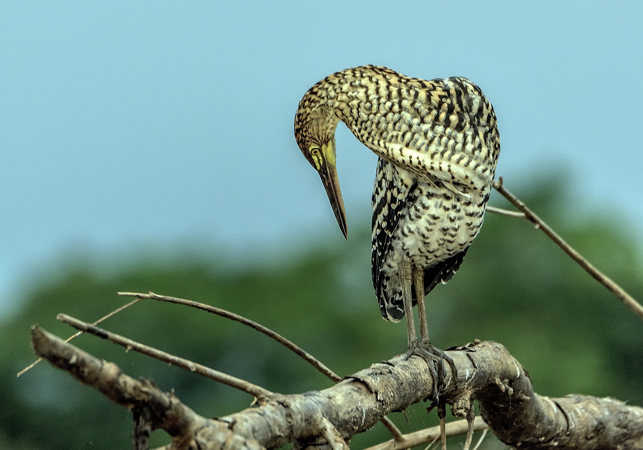 Pantanal 2015 - Airone tigrato