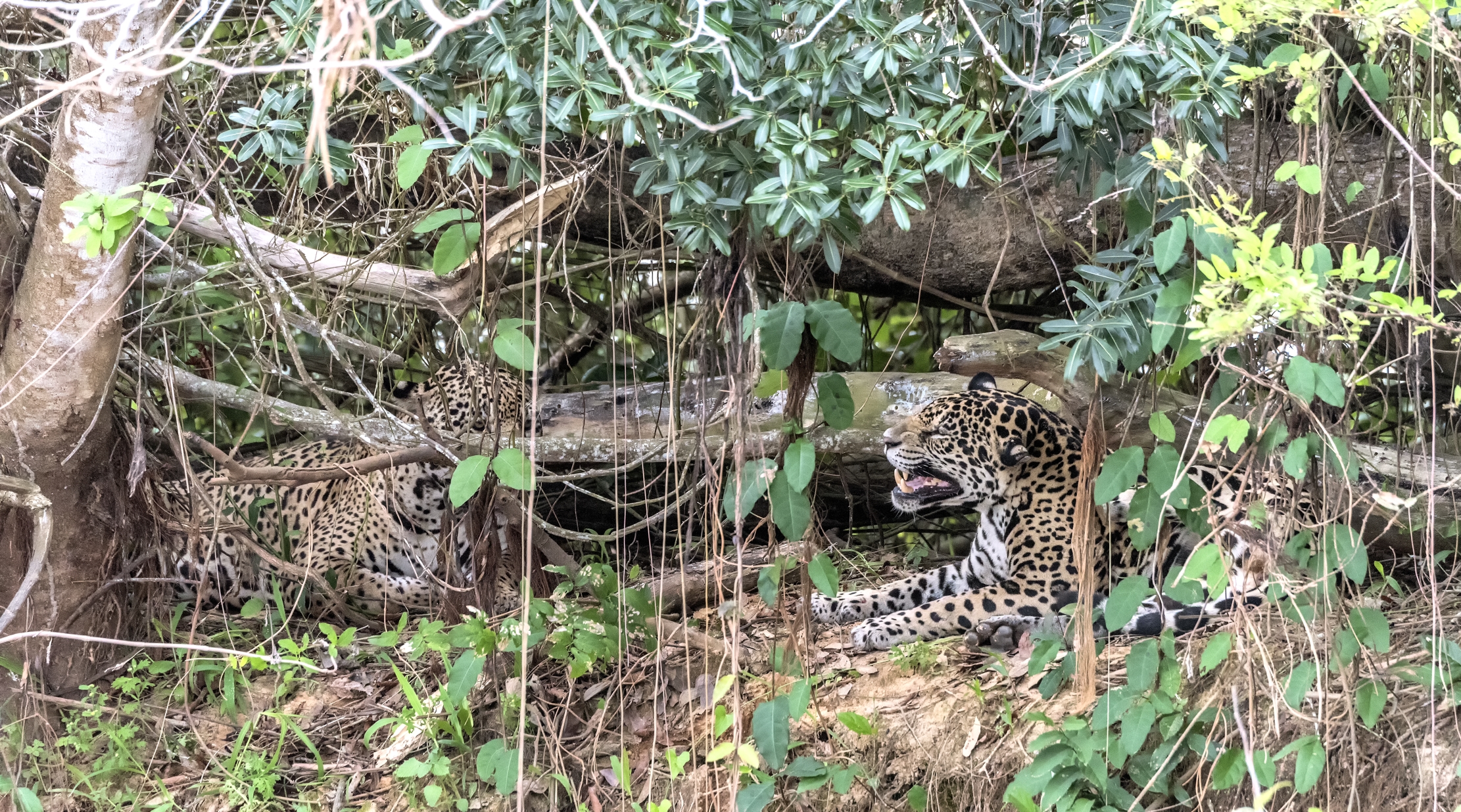 Pantanal 2015 - Ringhi d'amore