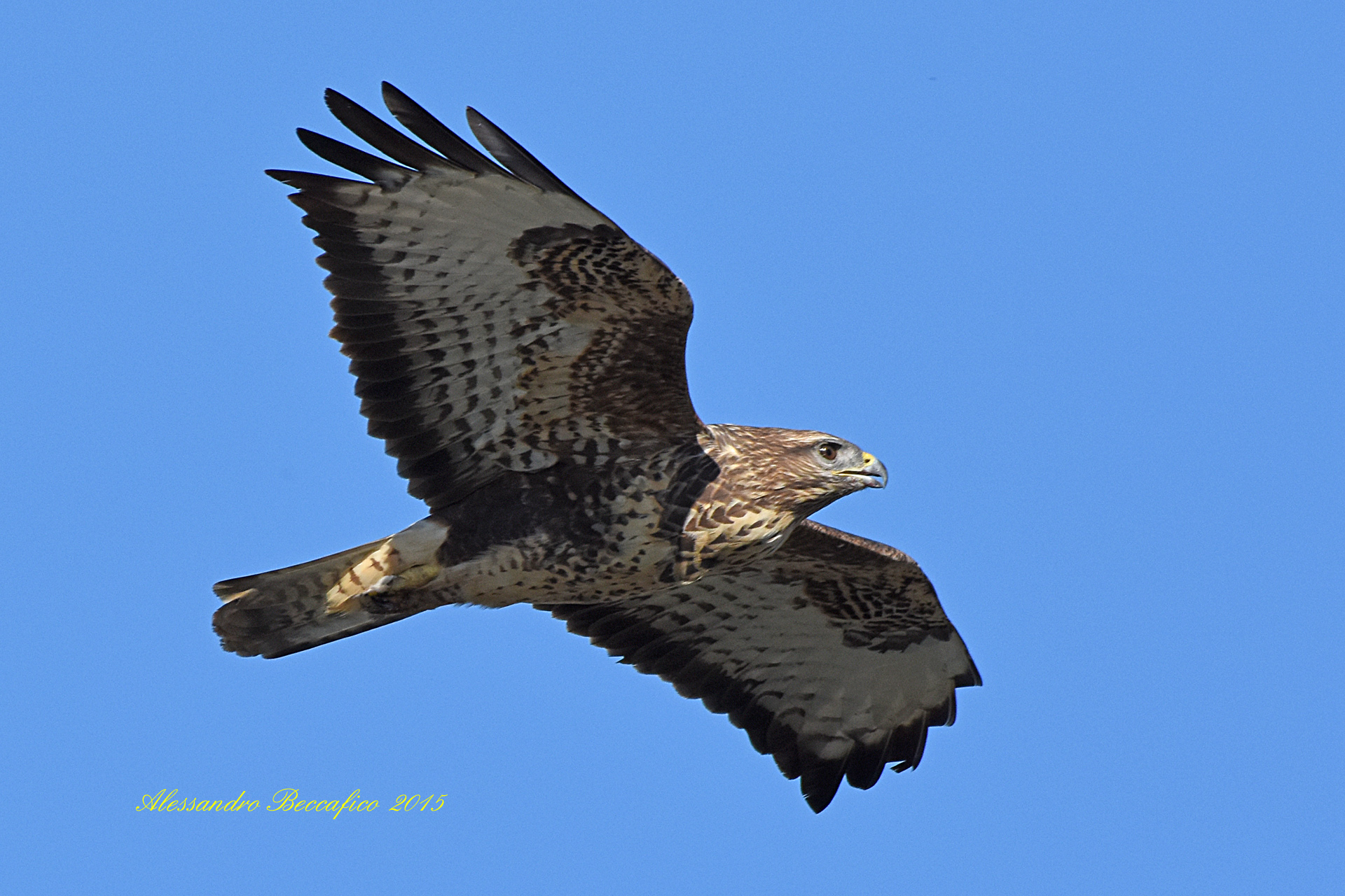 Buzzard (Buteo buteo)