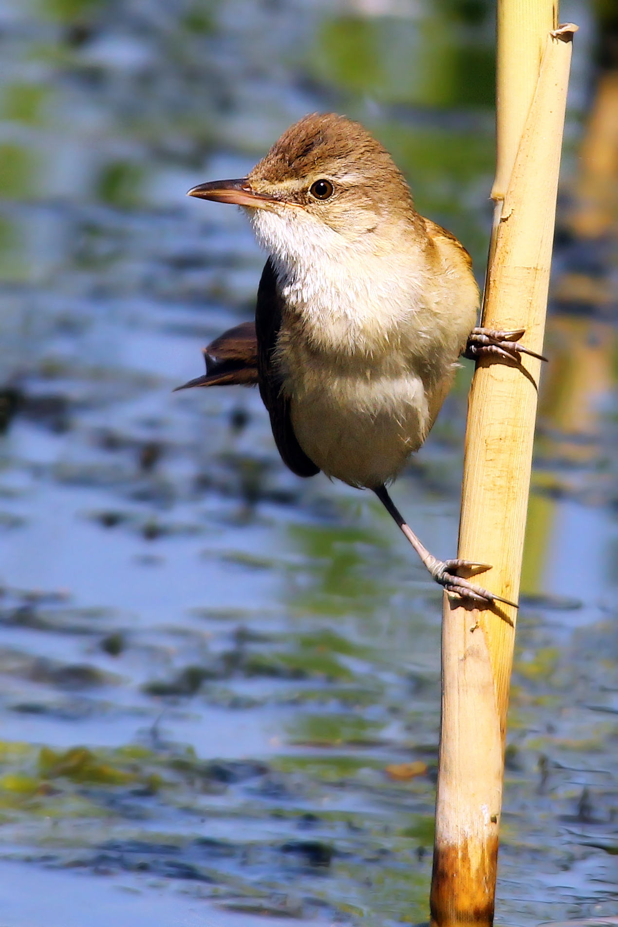 Warbler ready to 'attack