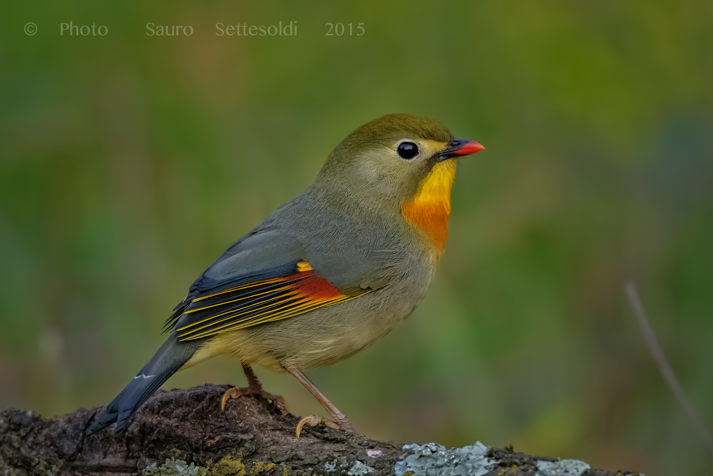 Usignolo del Giappone