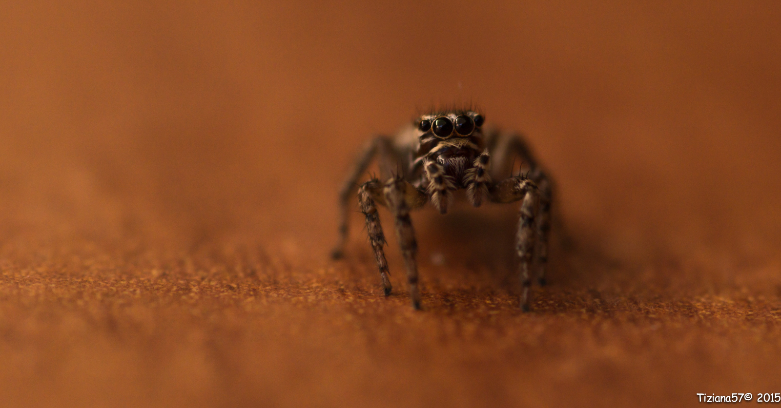 Jumping Spider South America 2